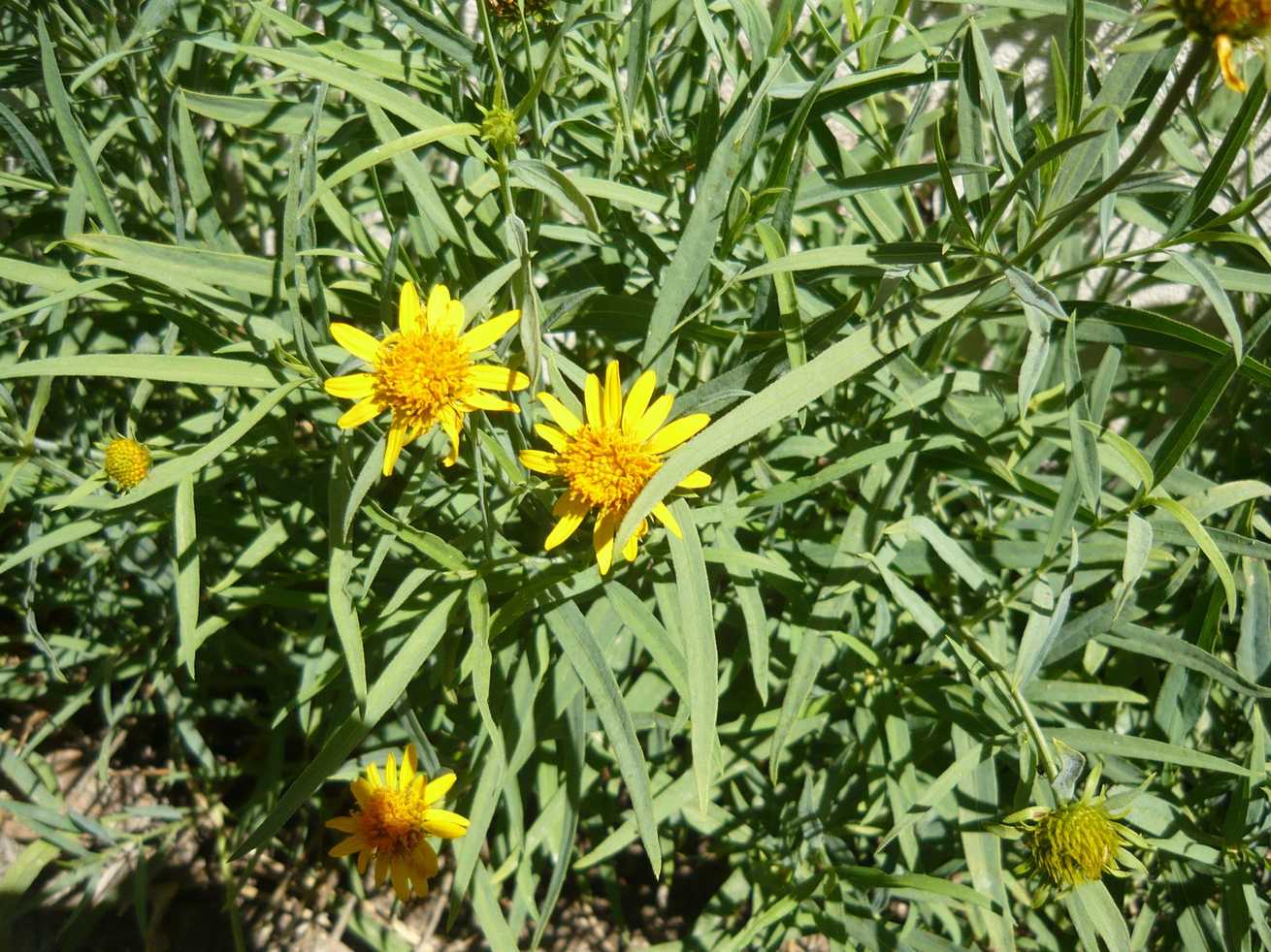 Pascalia glauca