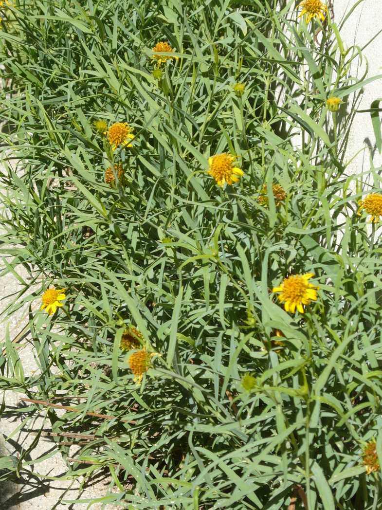 Pascalia glauca