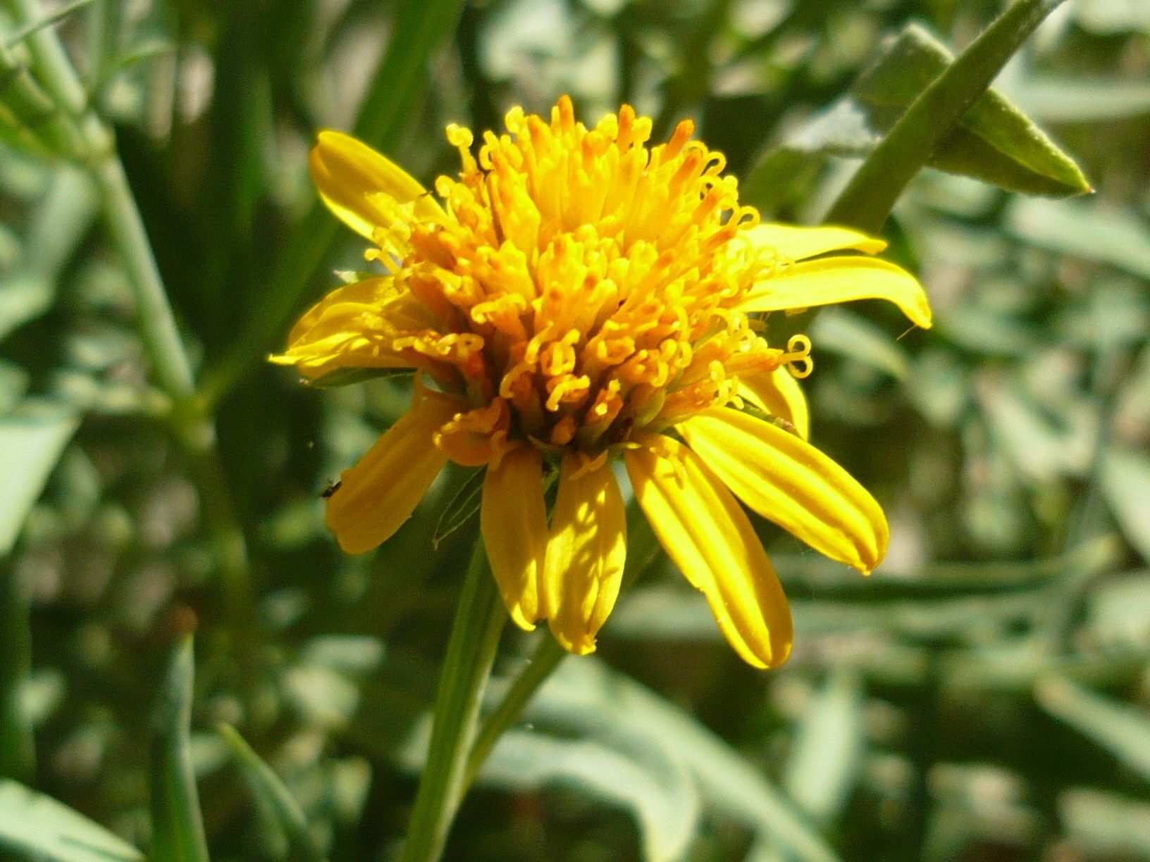 Pascalia glauca
