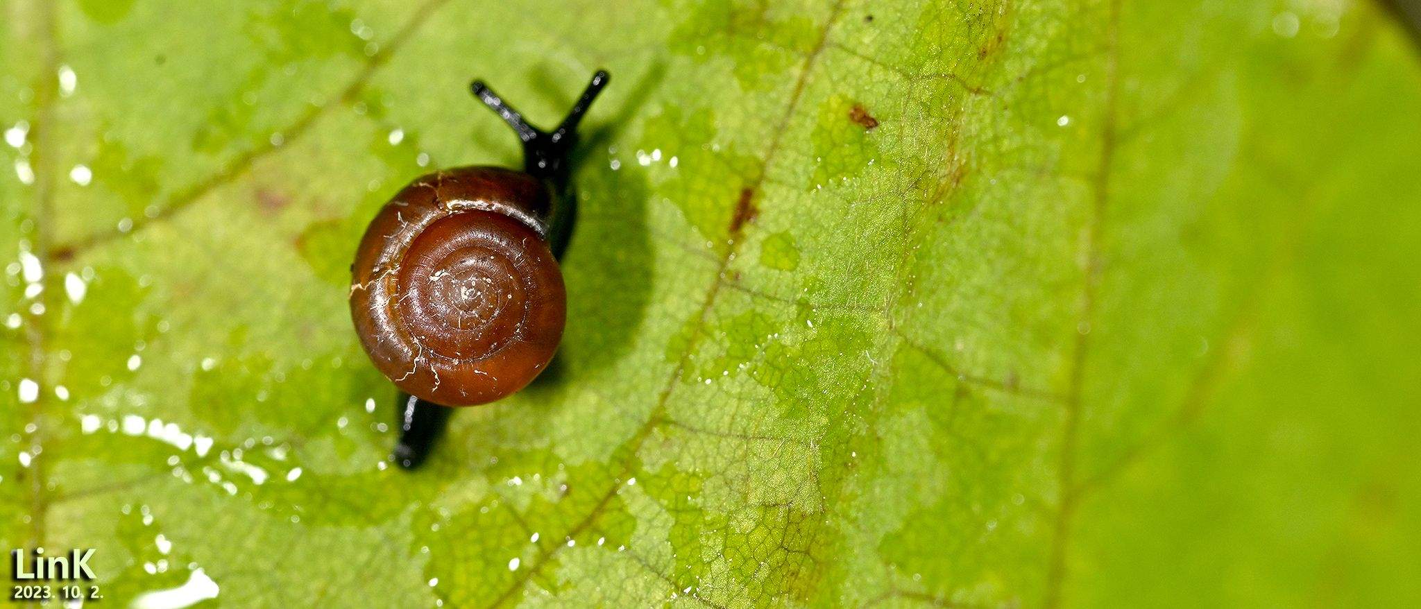 Bekkochlamys subrejecta