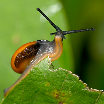 Bekkochlamys subrejecta