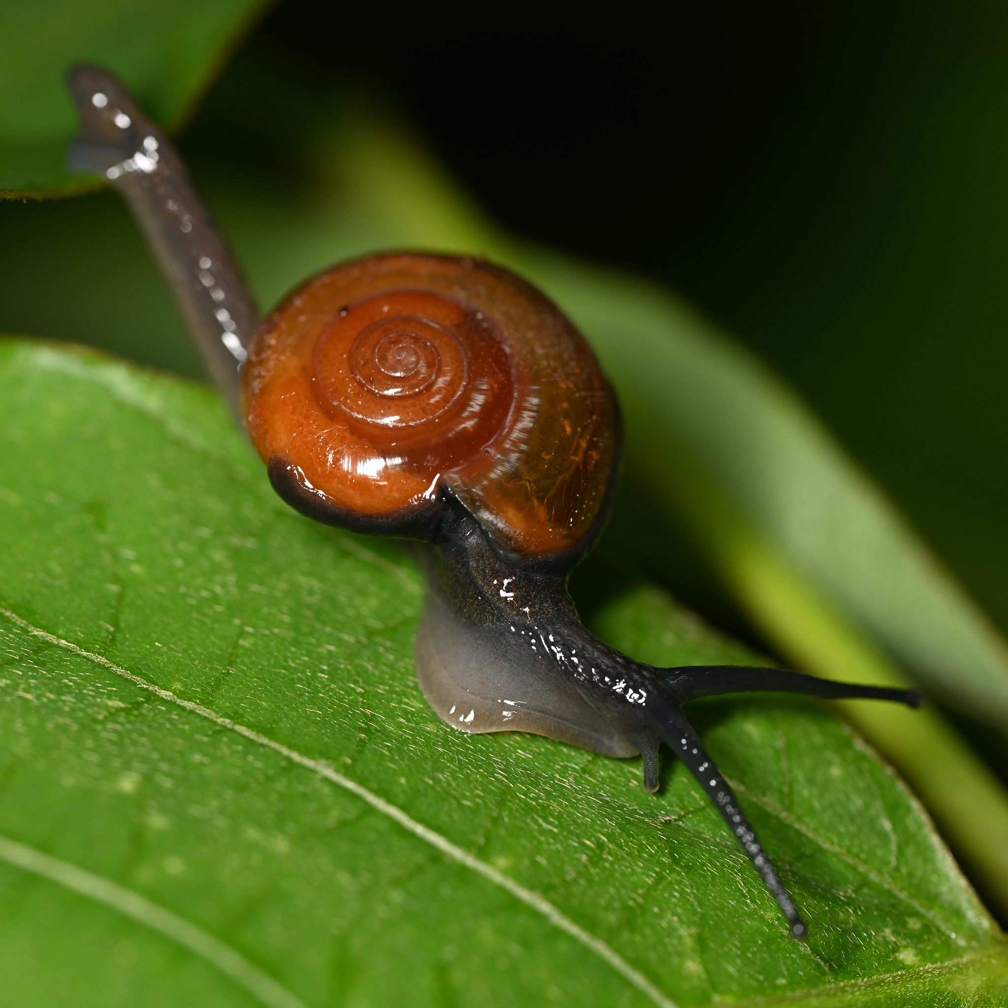 Bekkochlamys subrejecta