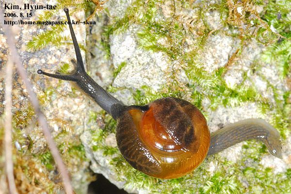 Bekkochlamys subrejecta