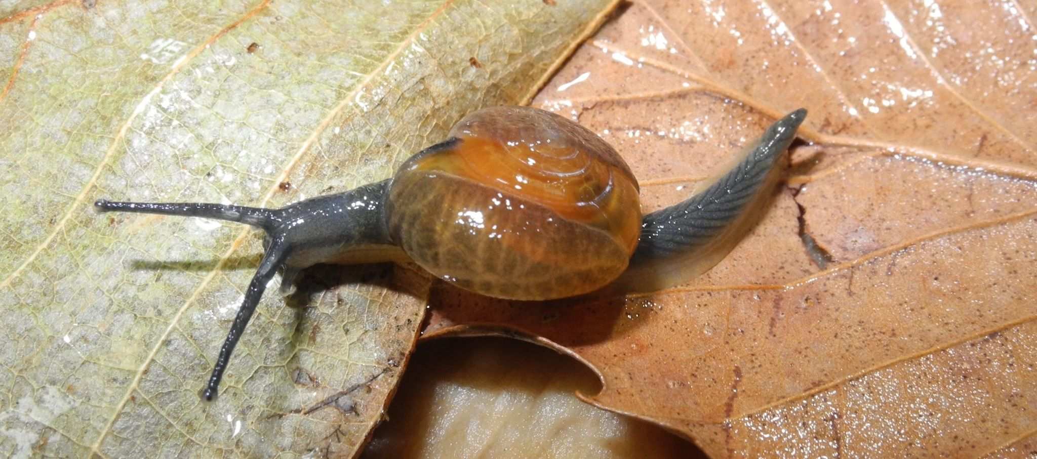 Bekkochlamys subrejecta