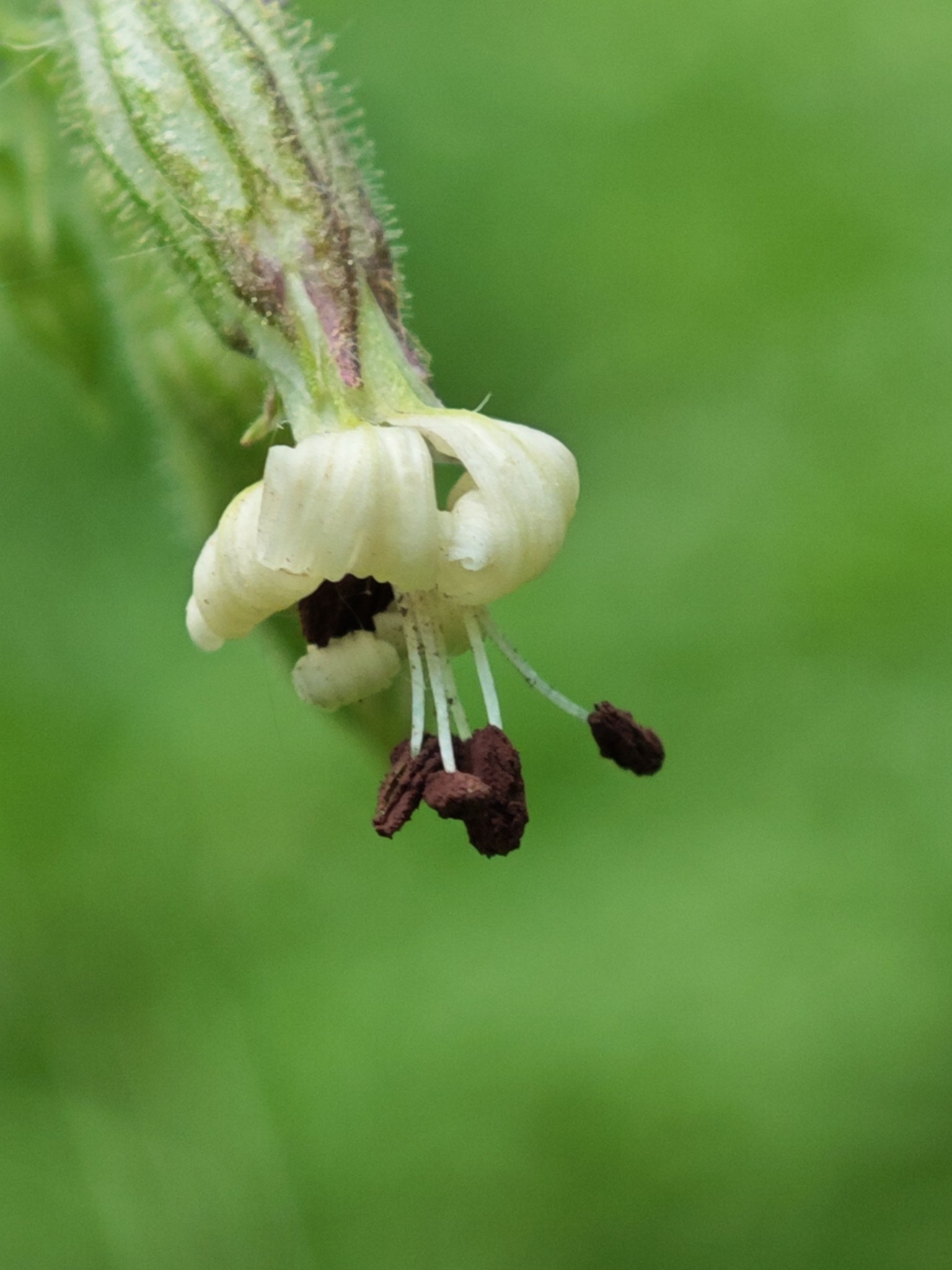 Microbotryum violaceum