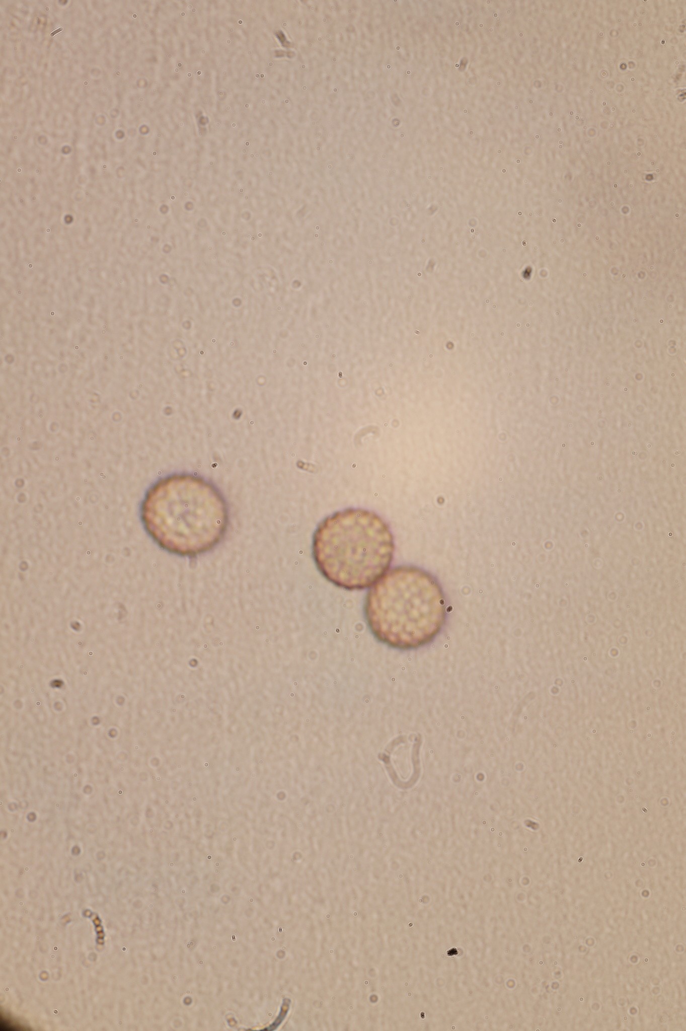 Microbotryum violaceum