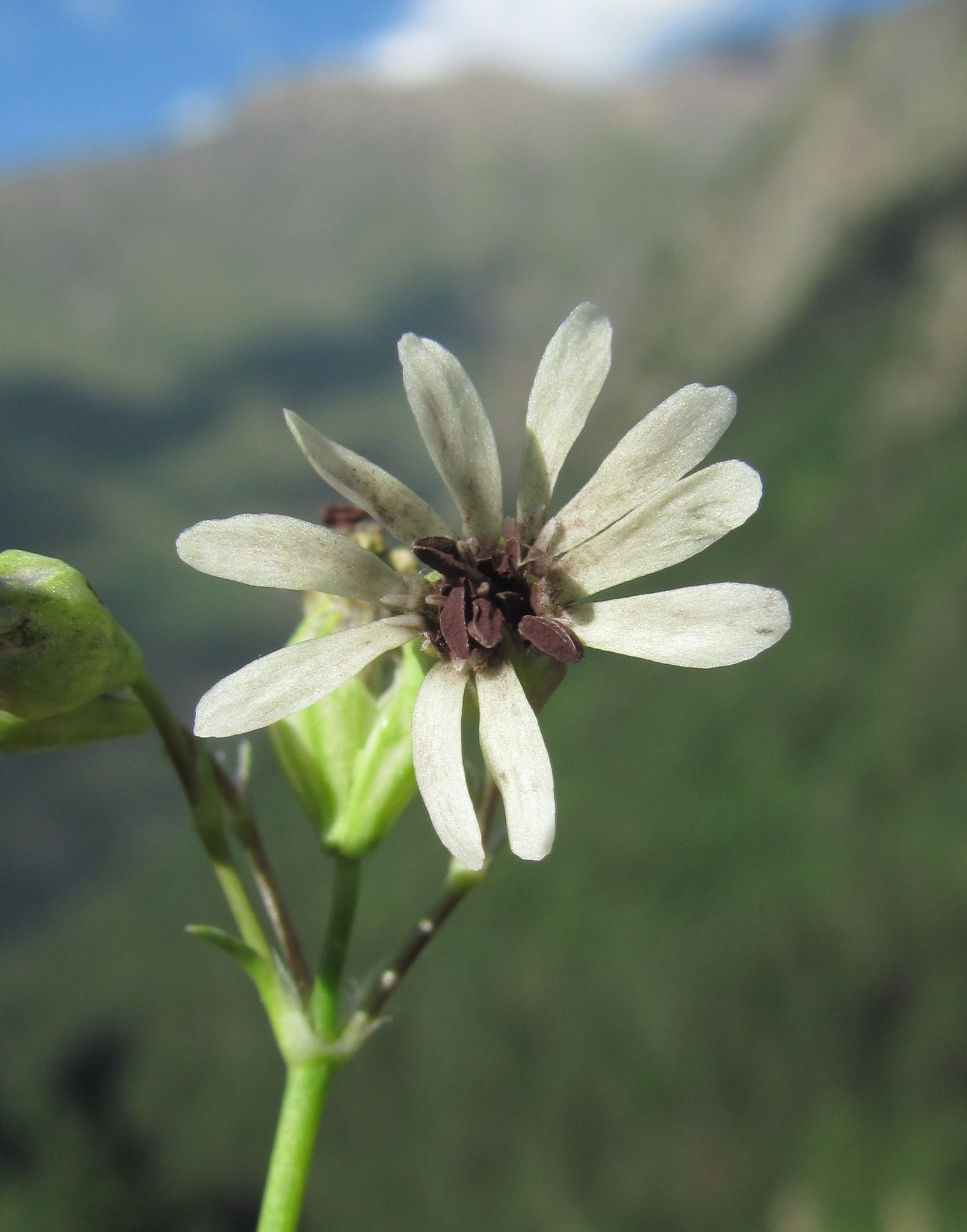 Microbotryum violaceum
