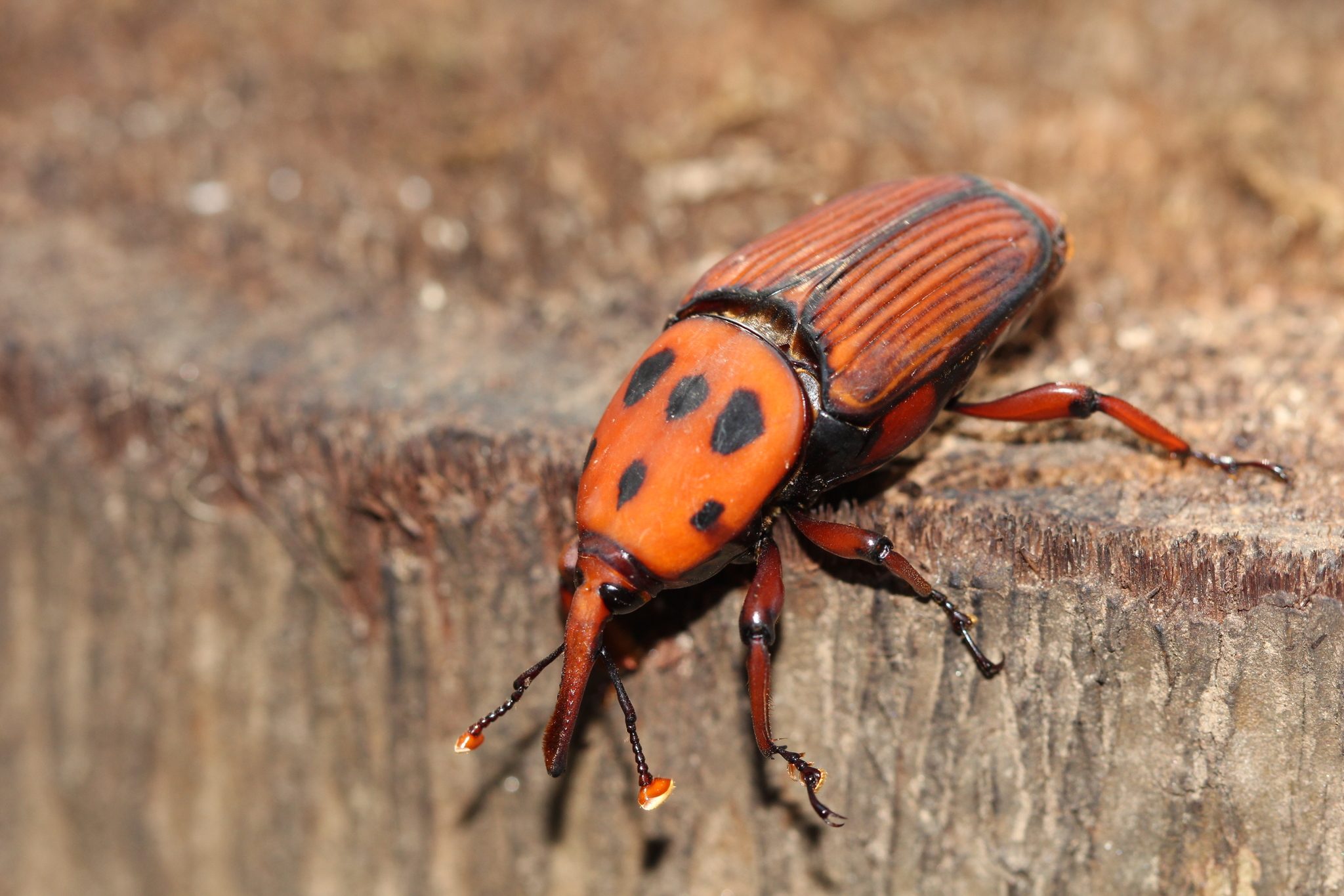 Rhynchophorus ferrugineus