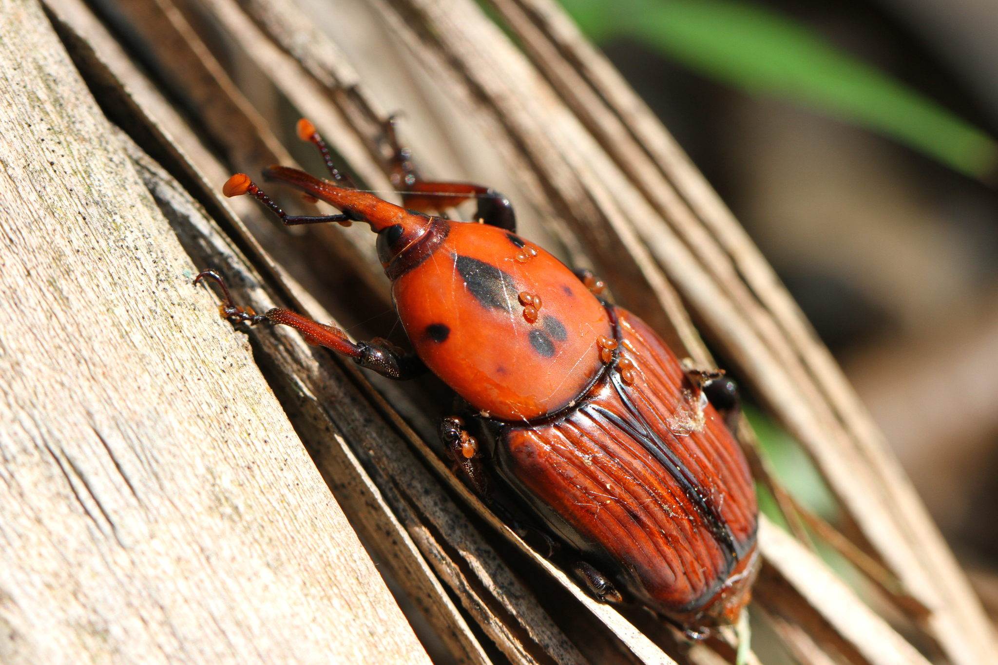 Rhynchophorus ferrugineus
