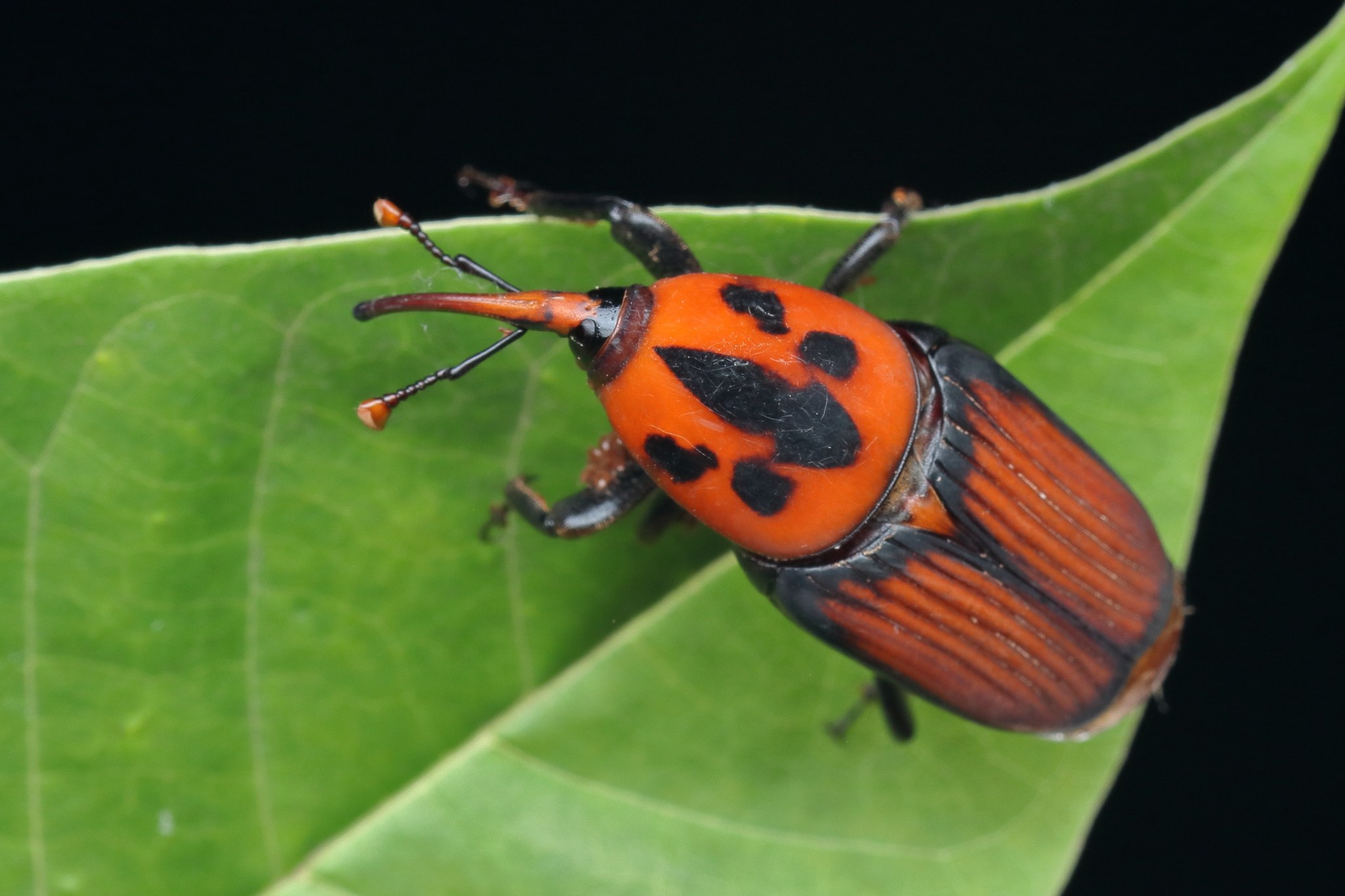 Rhynchophorus ferrugineus