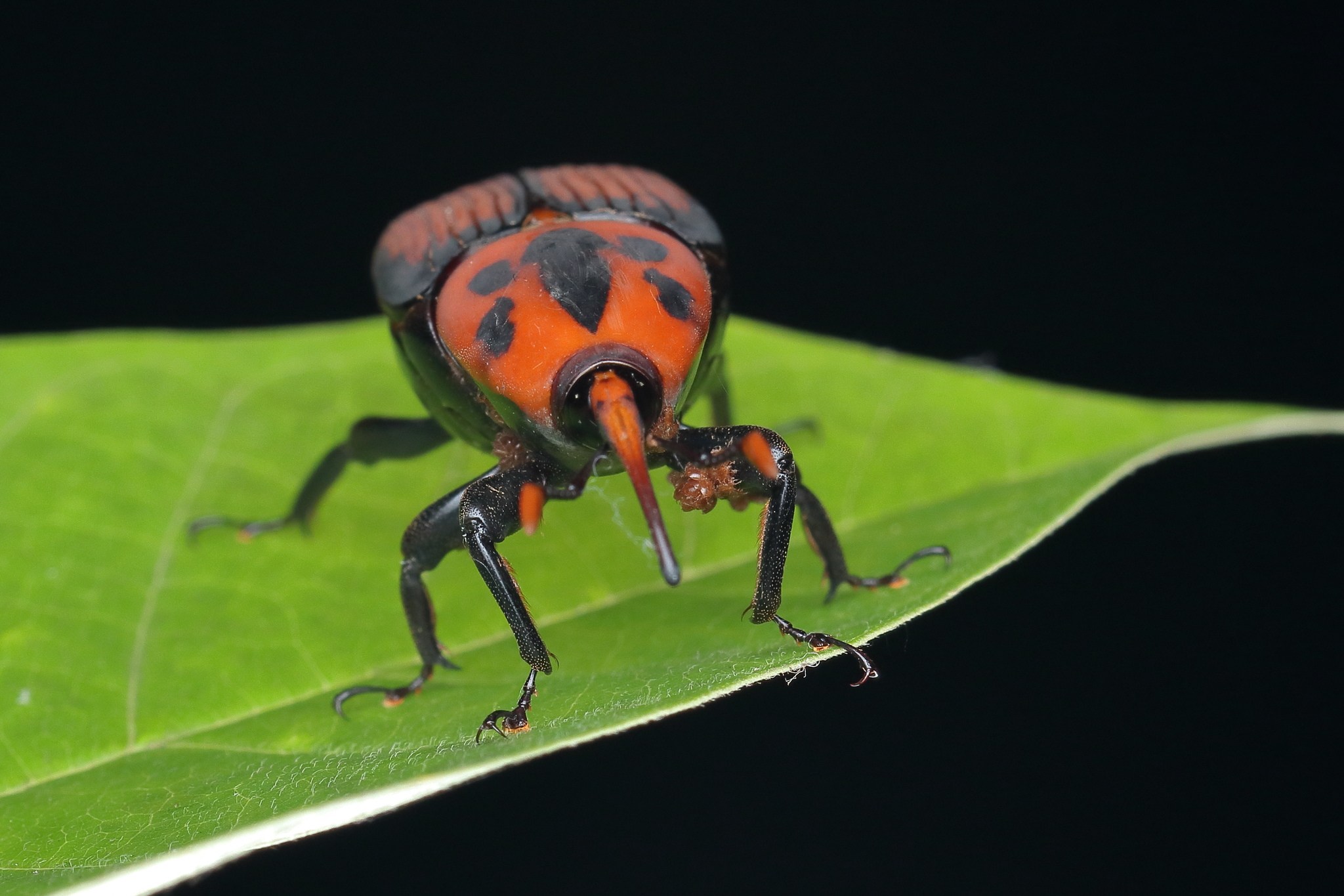 Rhynchophorus ferrugineus