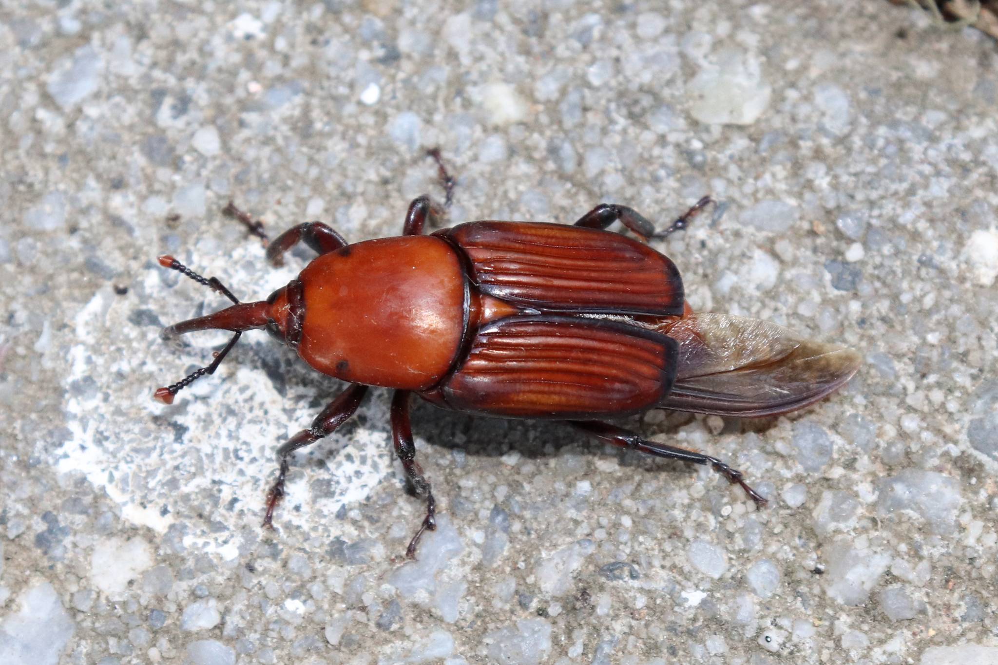 Rhynchophorus ferrugineus