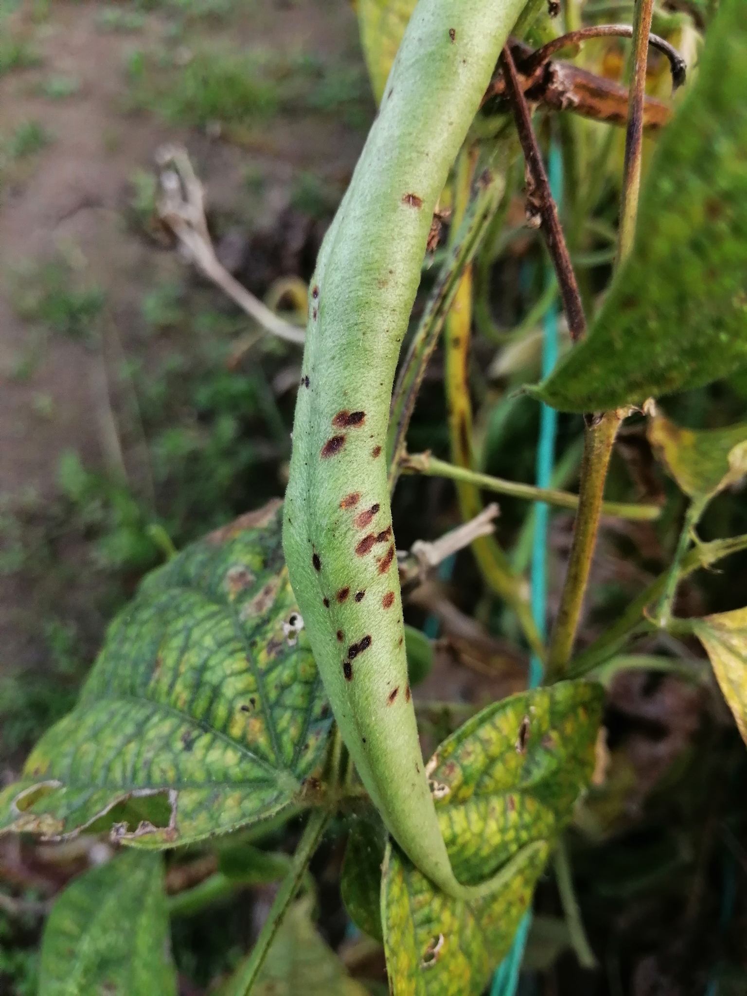 Colletotrichum lindemuthianum