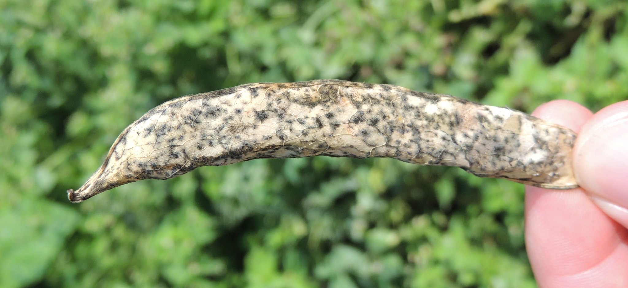 Colletotrichum lindemuthianum
