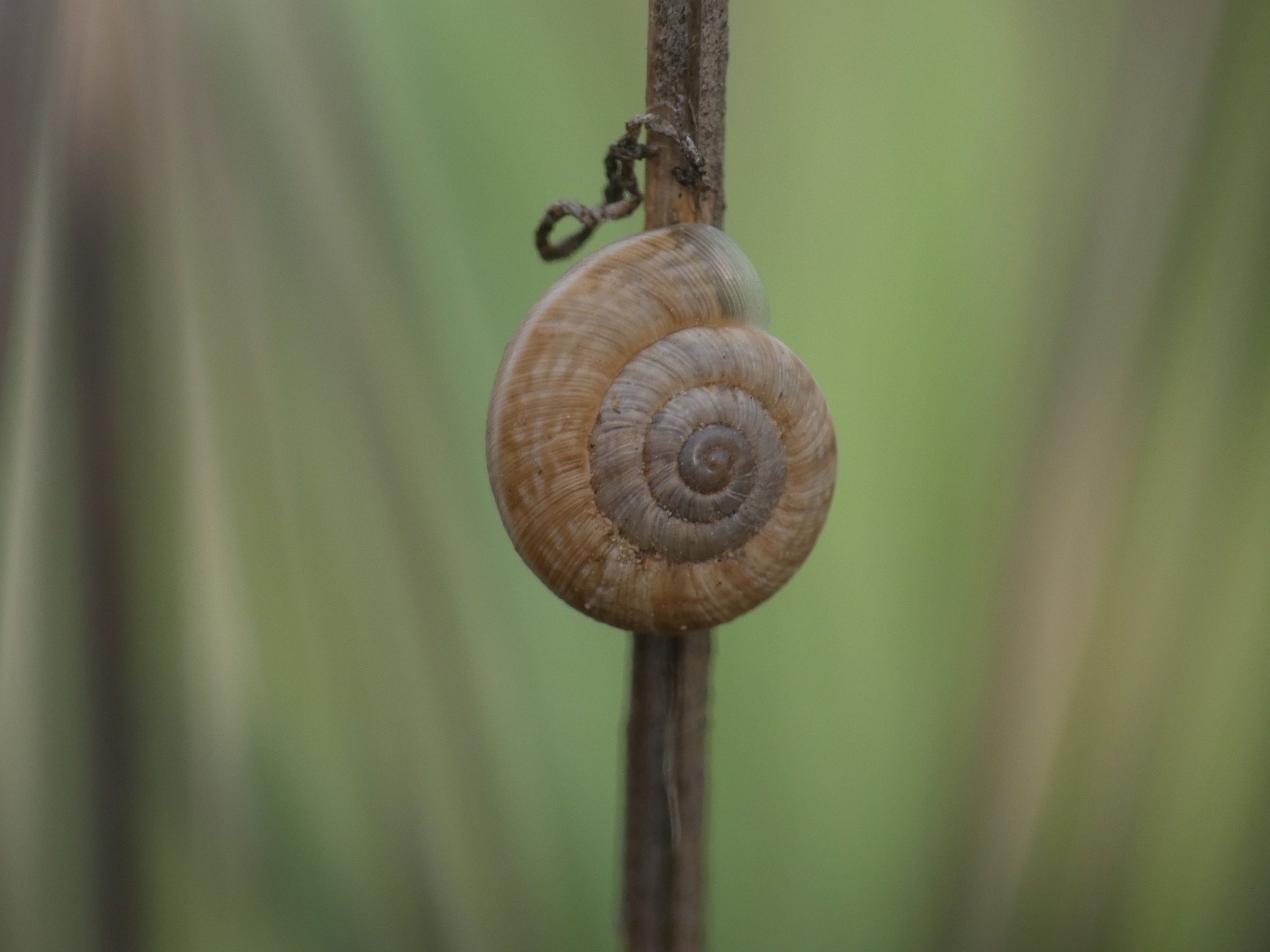 Backeljaia gigaxii