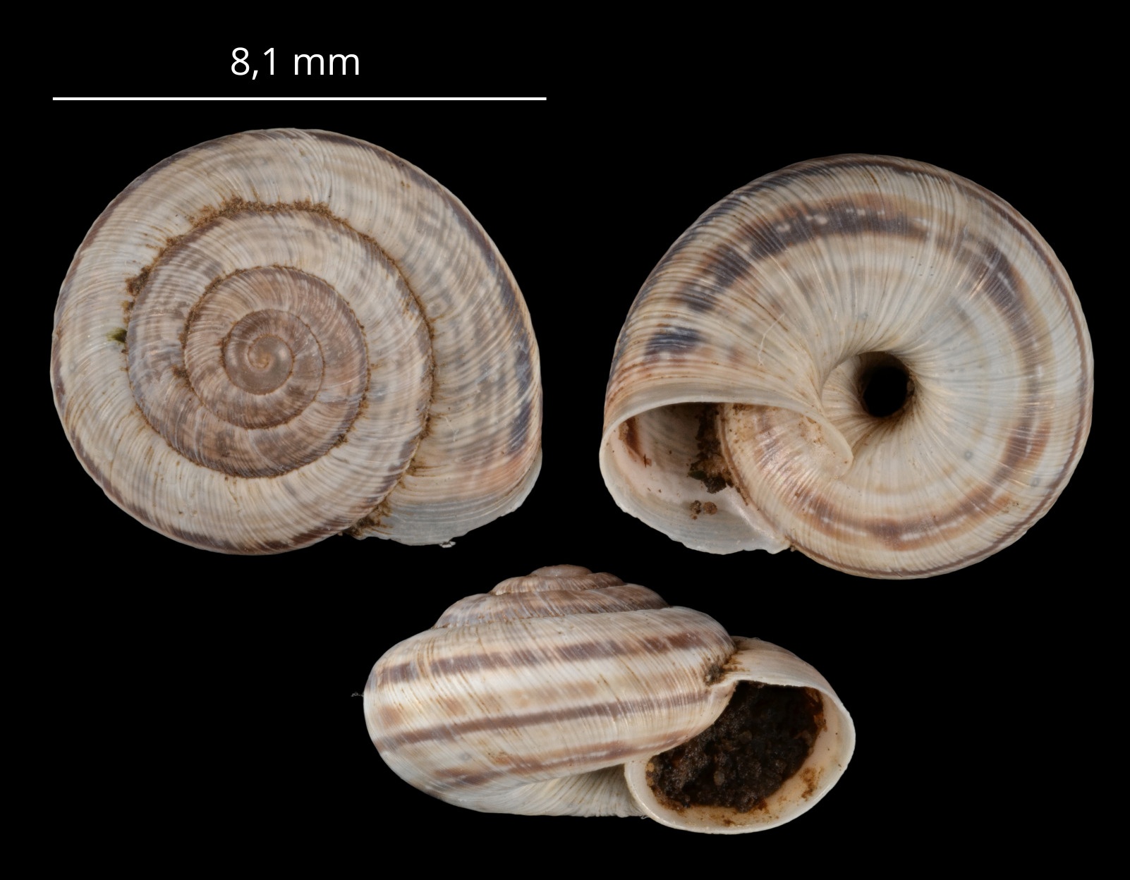 Backeljaia gigaxii