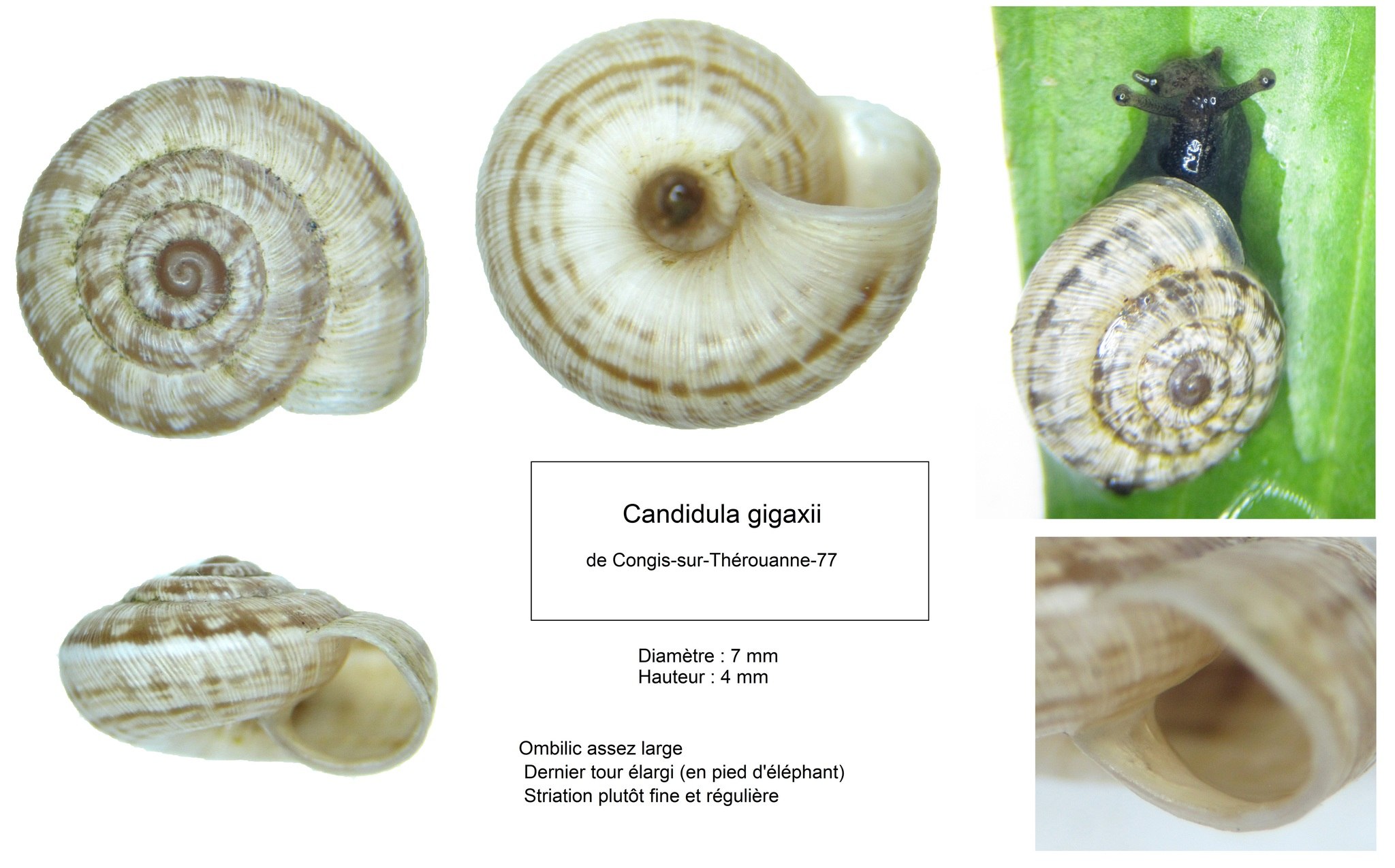 Backeljaia gigaxii