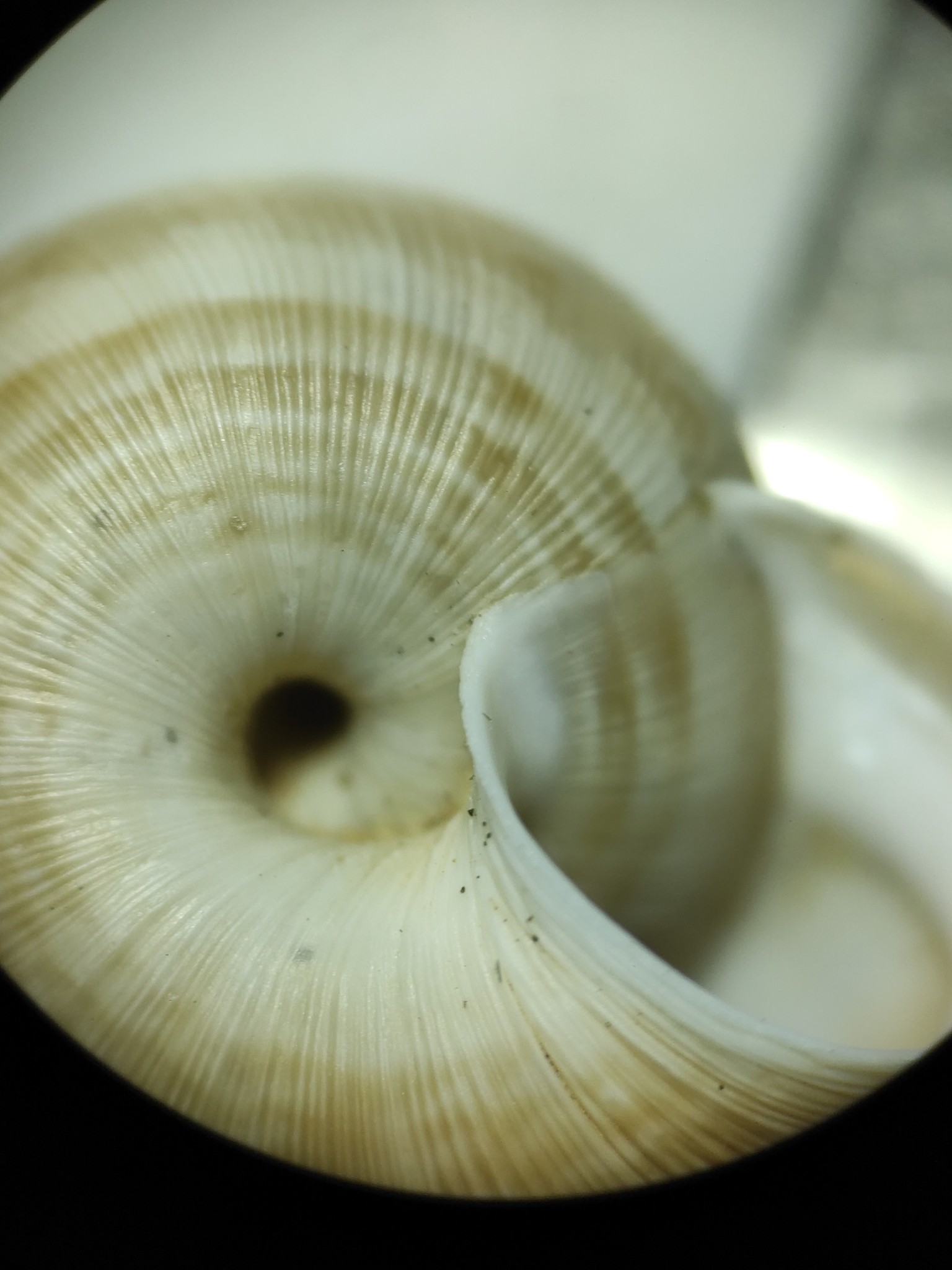Backeljaia gigaxii