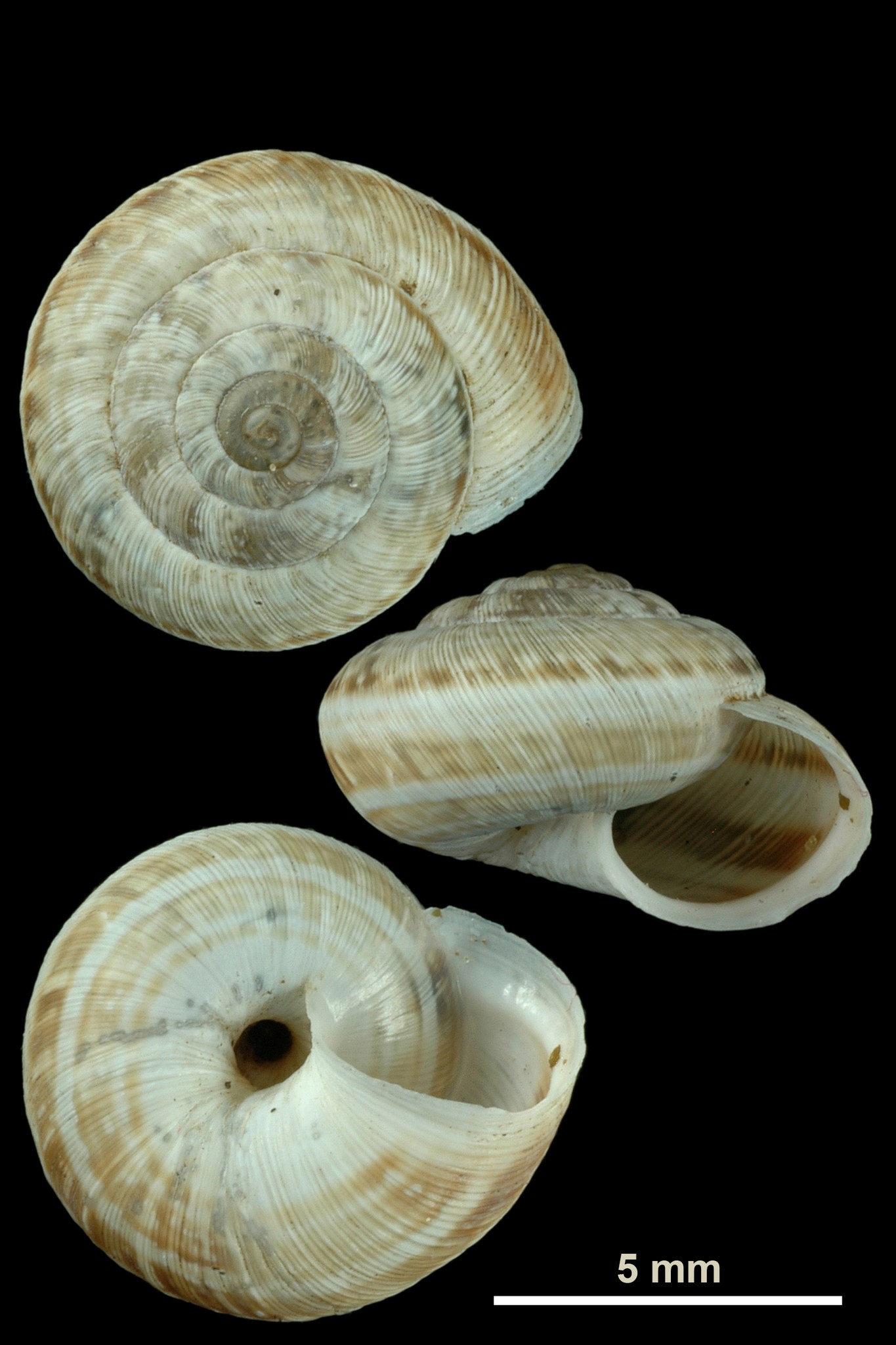 Backeljaia gigaxii