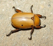 Pelidnota punctata