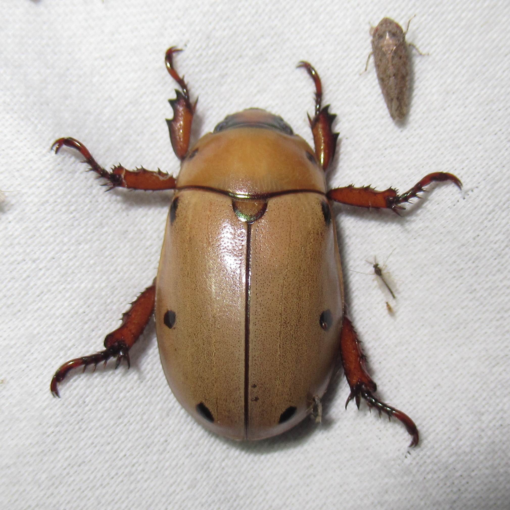 Pelidnota punctata