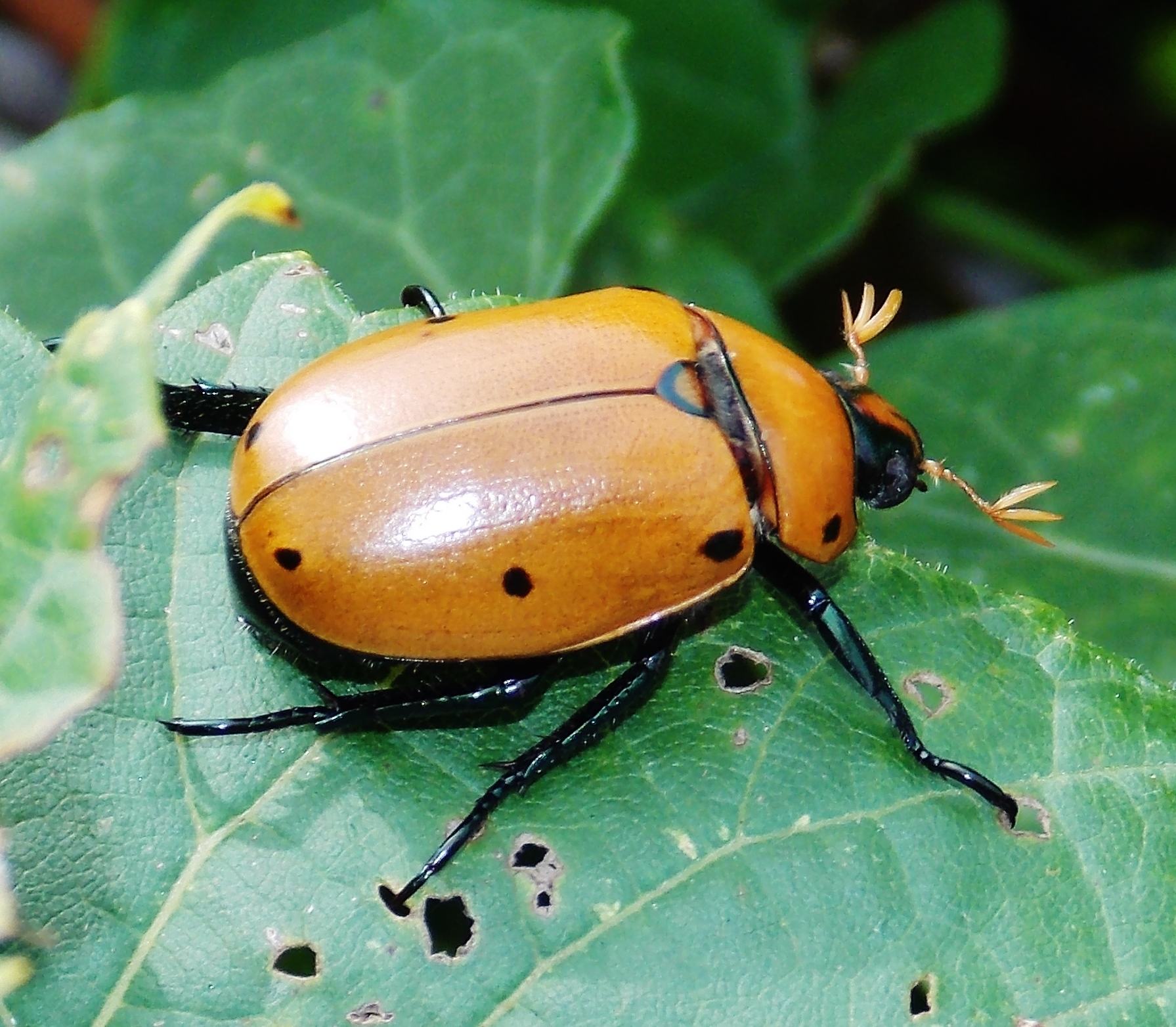 Pelidnota punctata