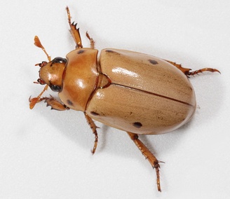 Pelidnota punctata