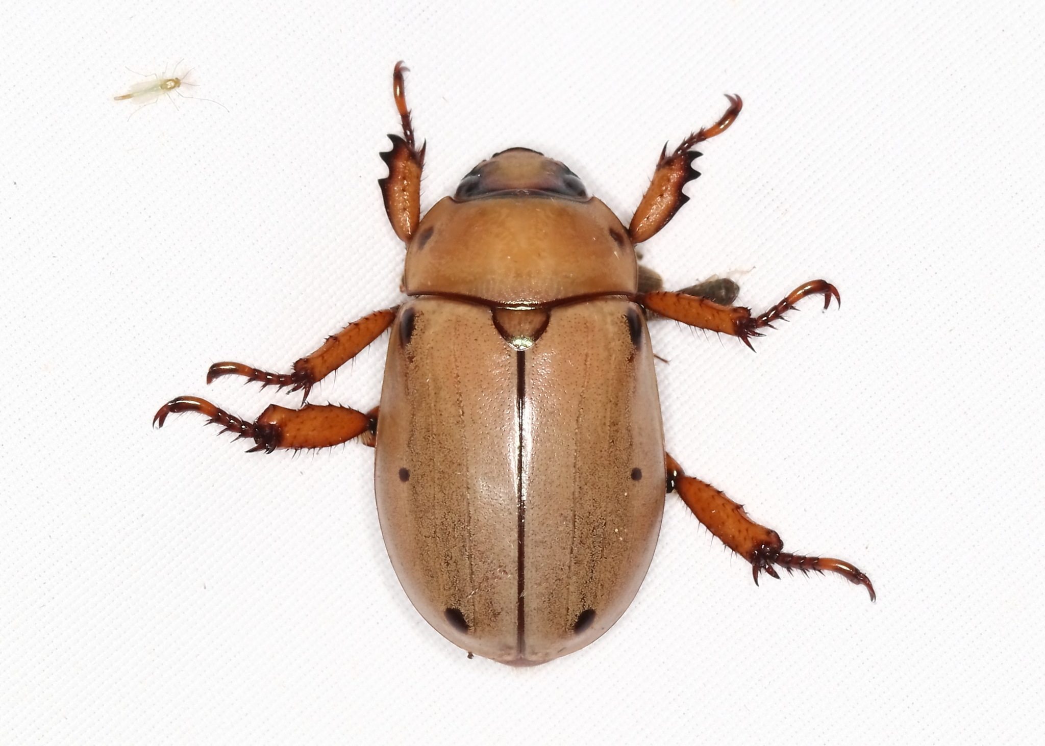 Pelidnota punctata