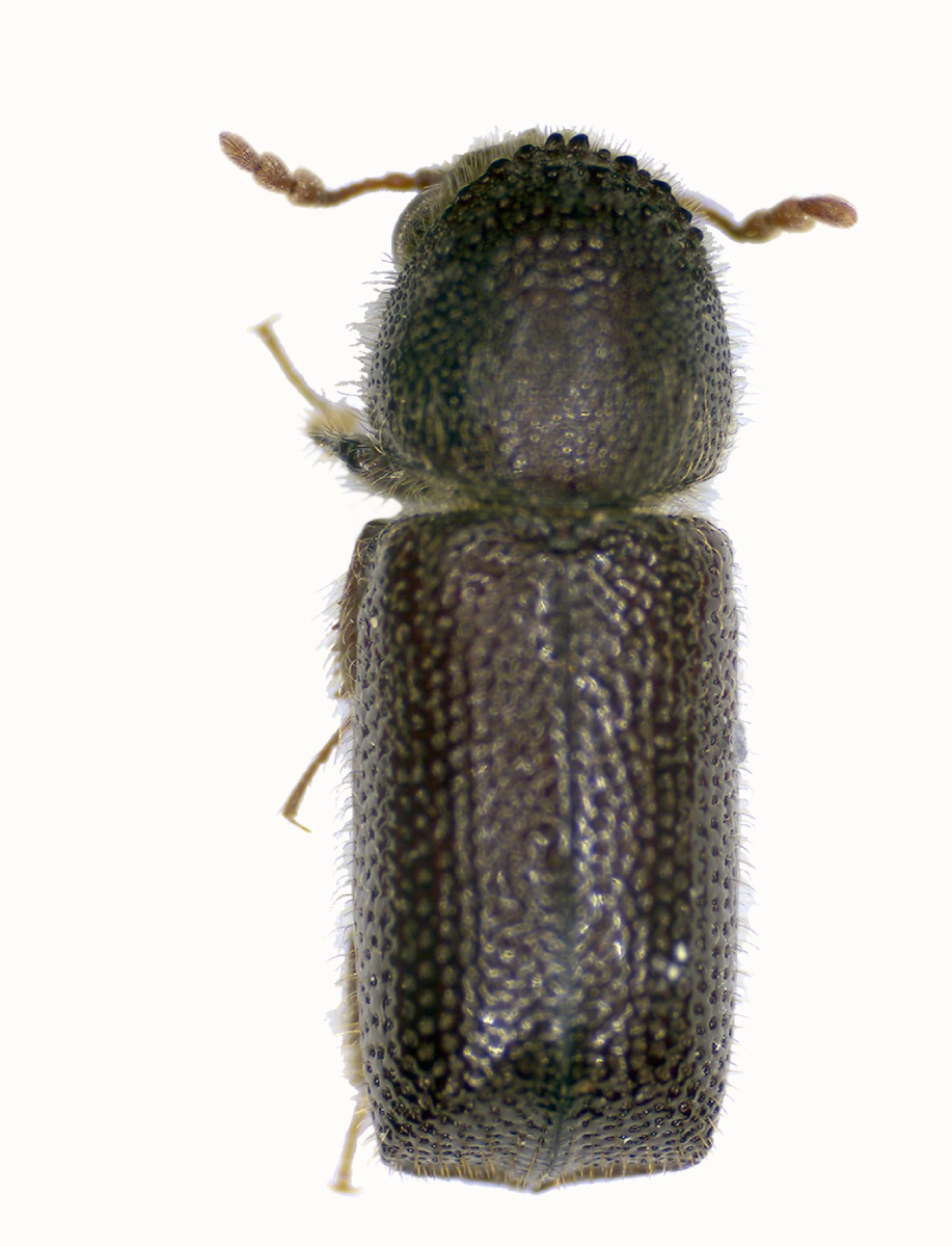 Prostephanus truncatus