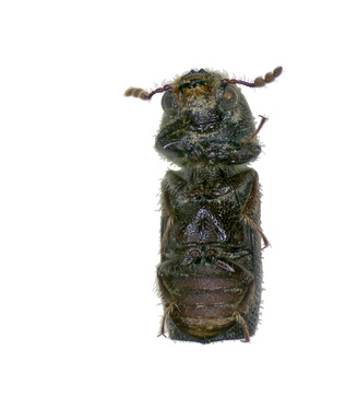 Prostephanus truncatus