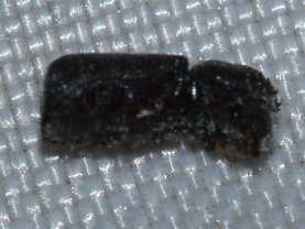 Prostephanus truncatus