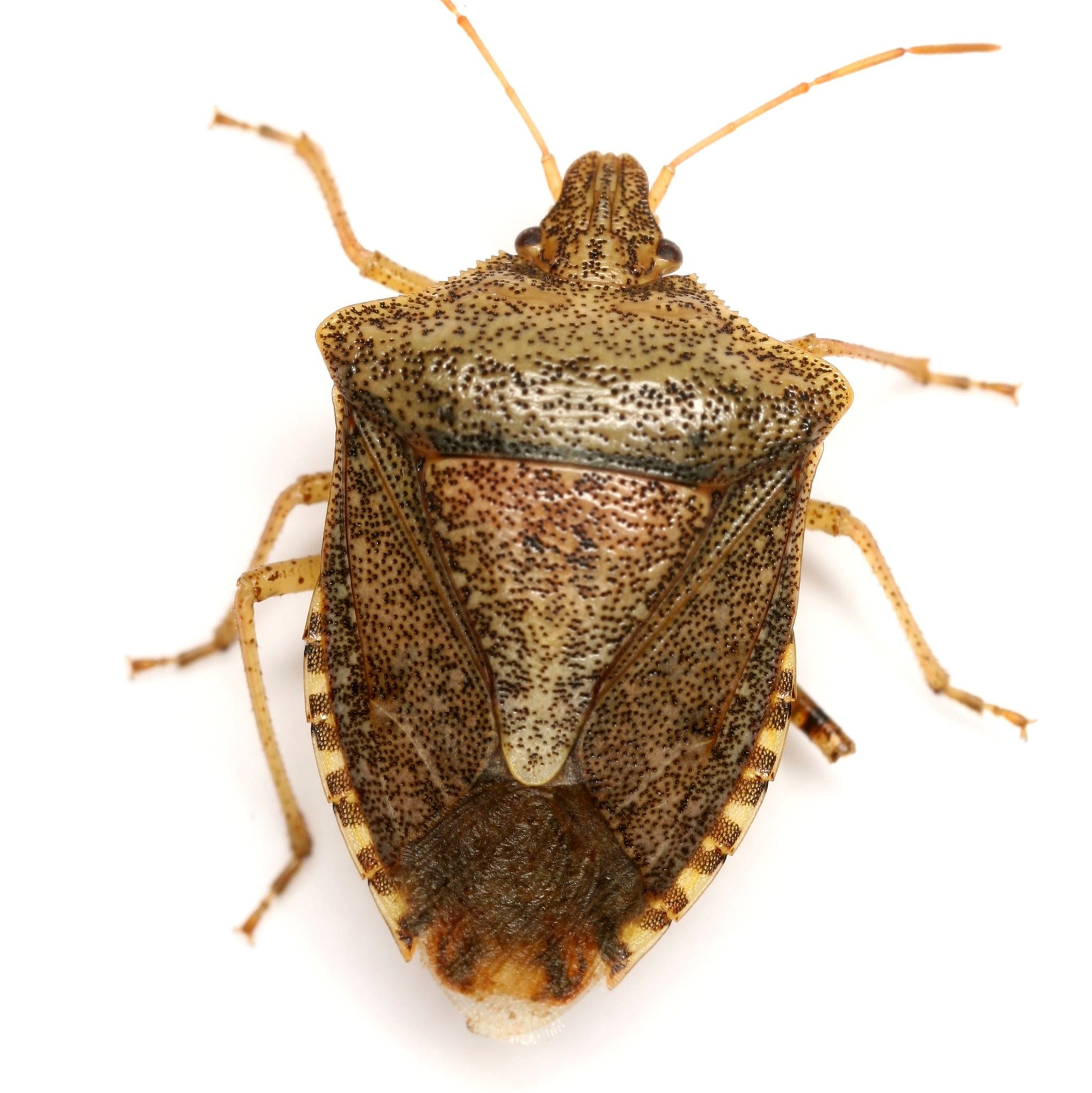 Euschistus servus