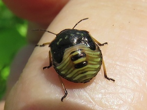 Euschistus servus