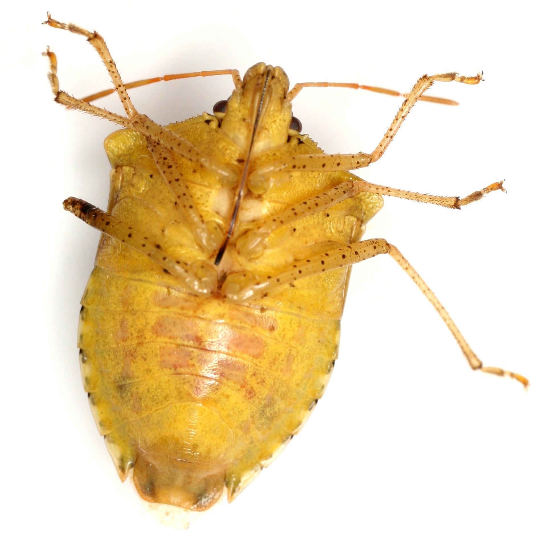 Euschistus servus
