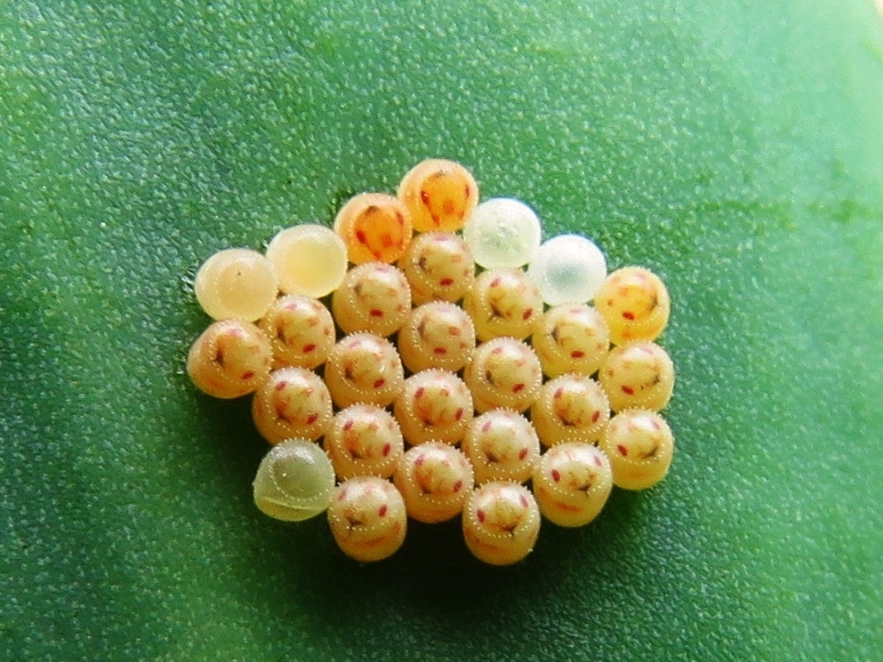 Euschistus servus