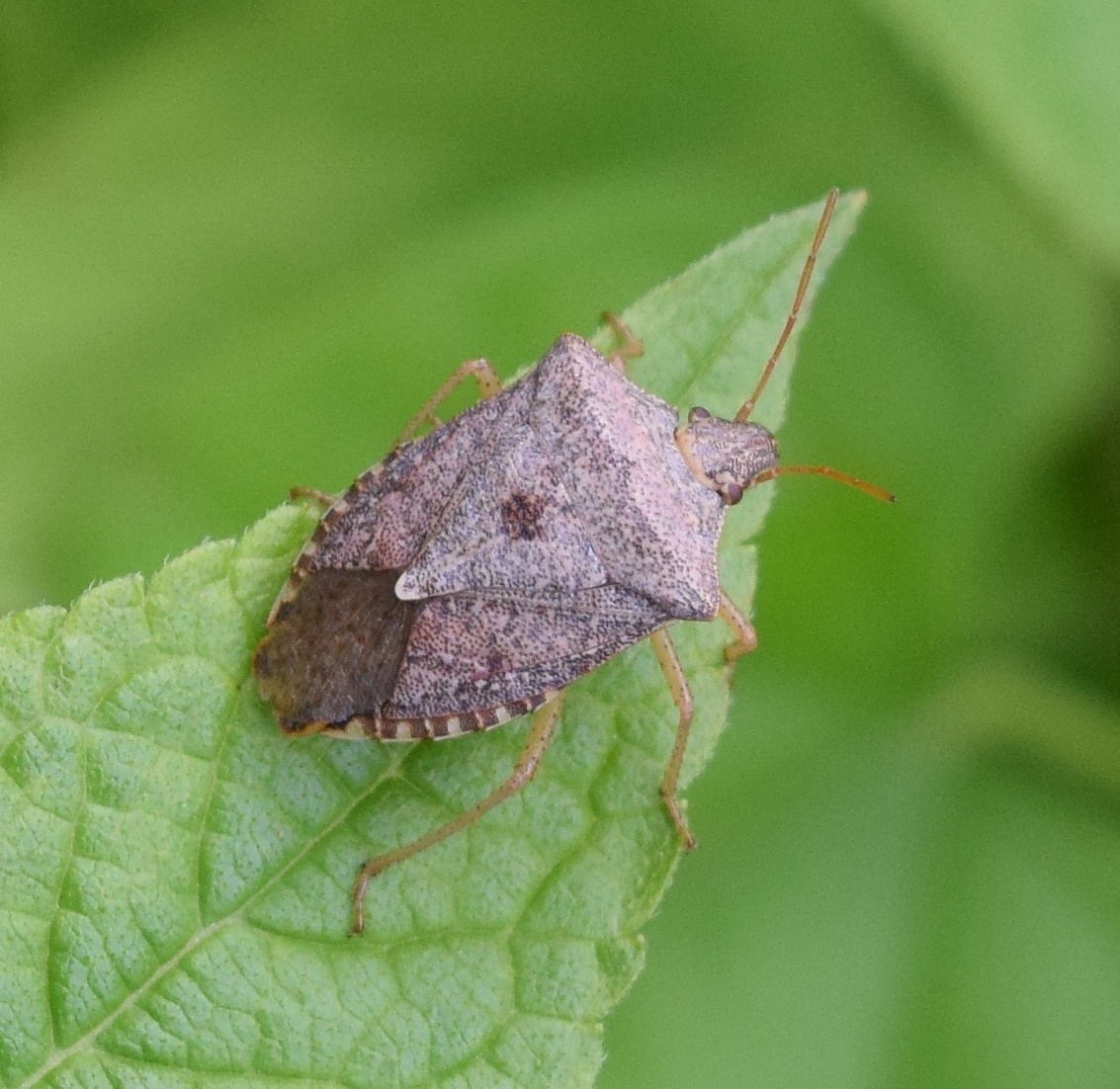 Euschistus servus