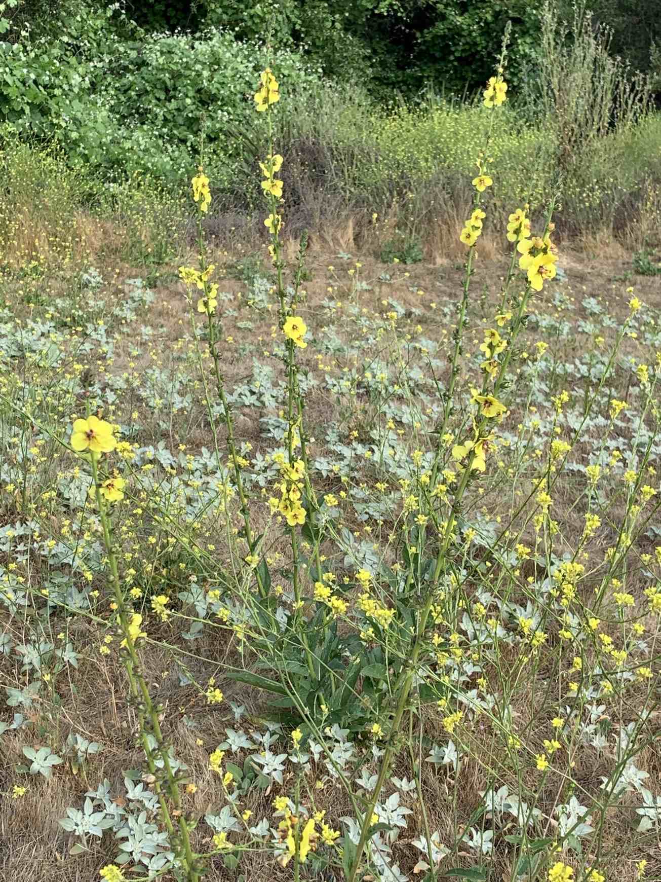 Verbascum virgatum