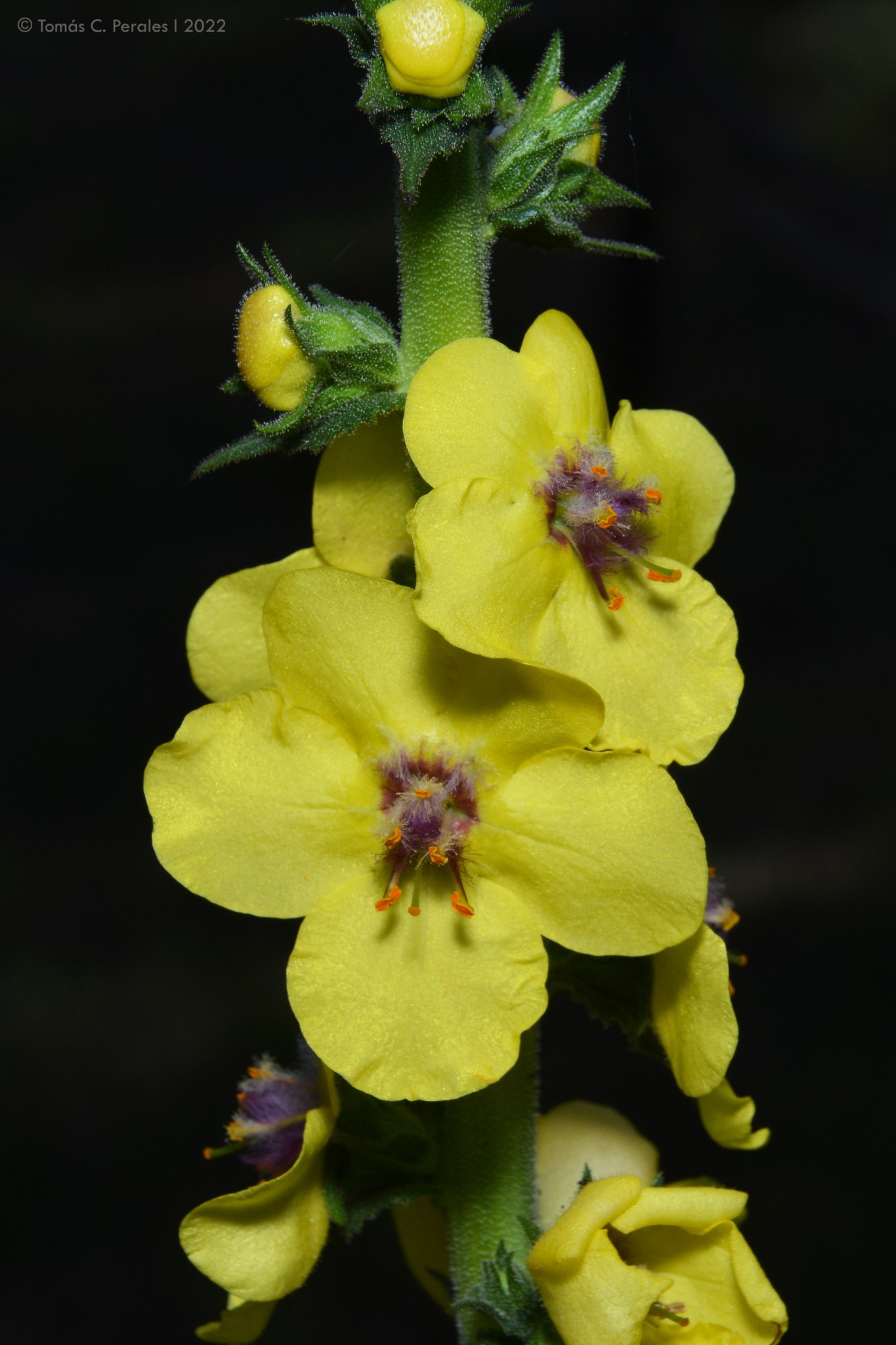 Verbascum virgatum