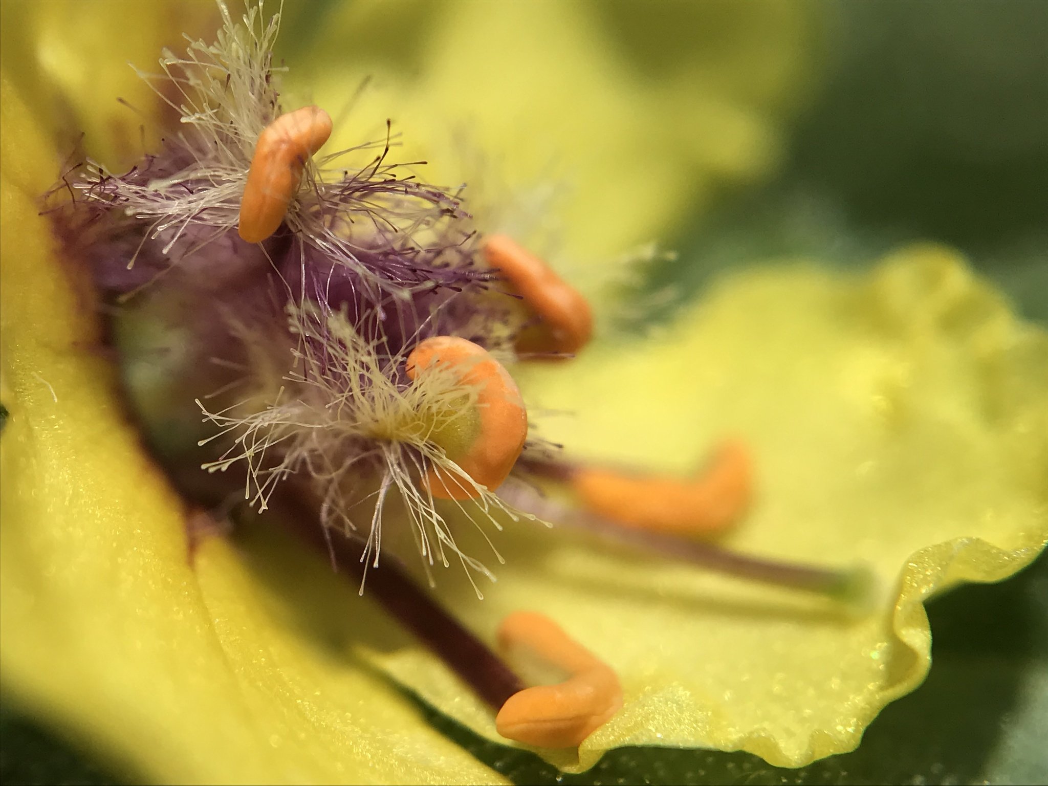 Verbascum virgatum