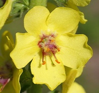 Verbascum virgatum