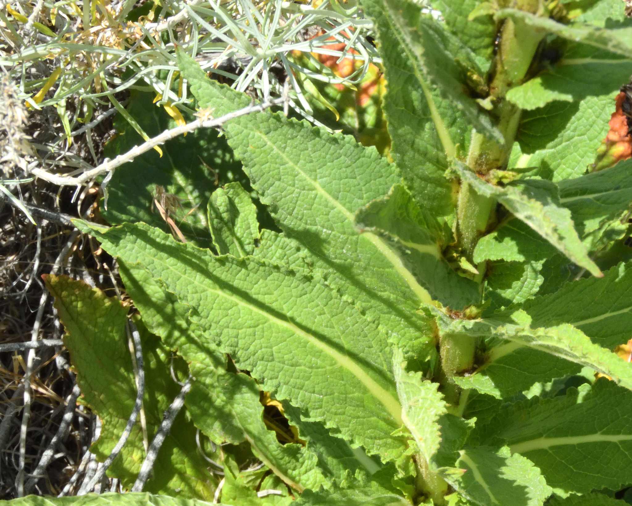 Verbascum virgatum