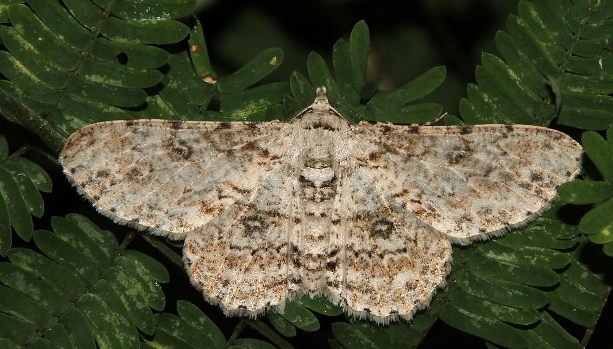 Ascotis reciprocaria