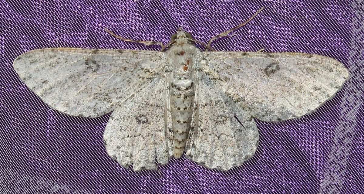 Ascotis reciprocaria