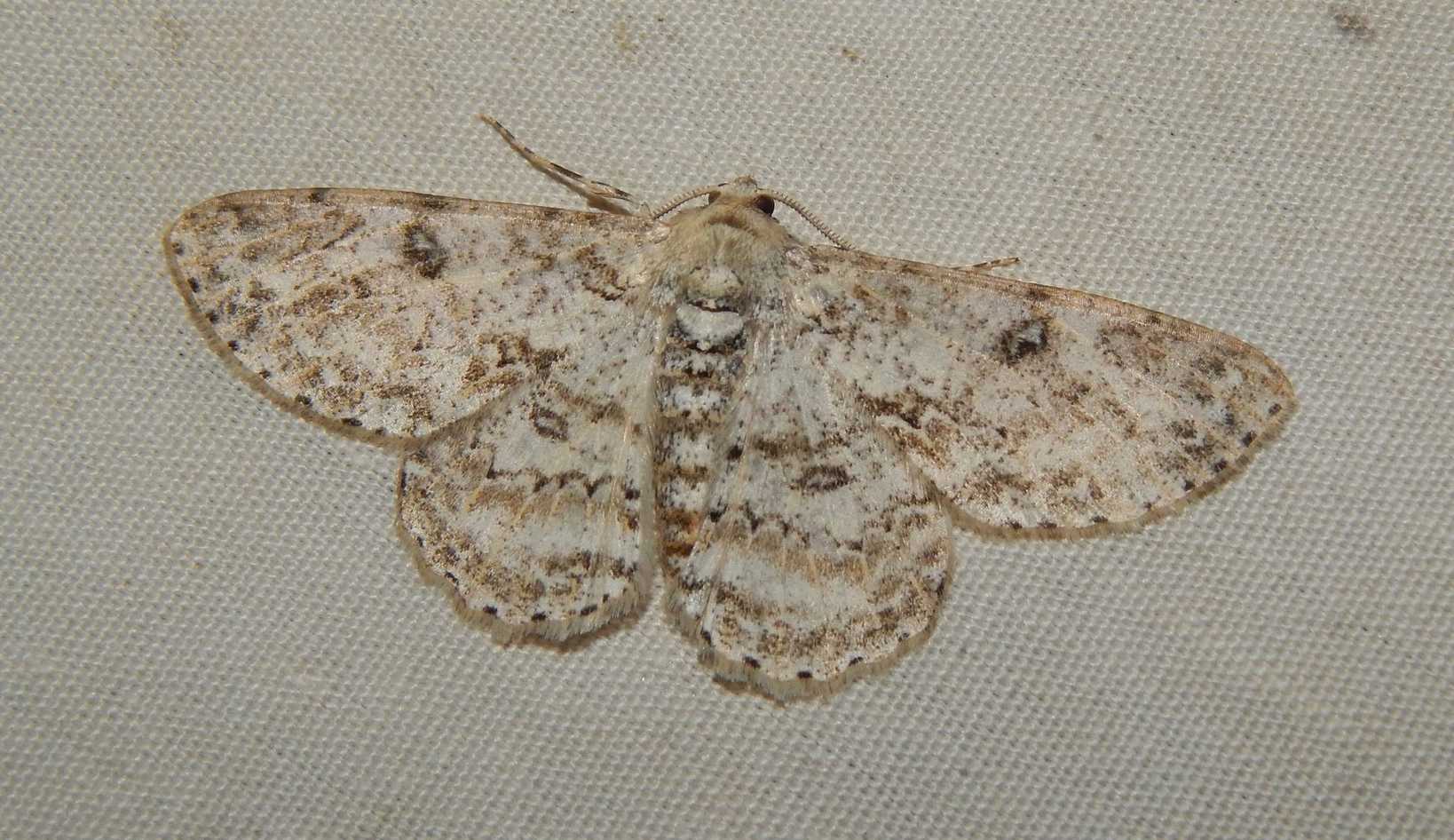 Ascotis reciprocaria
