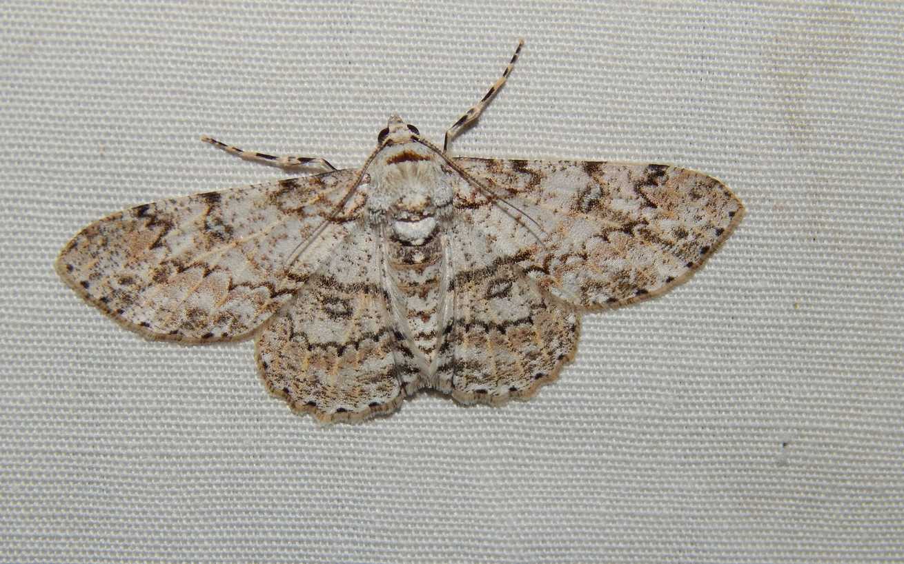 Ascotis reciprocaria