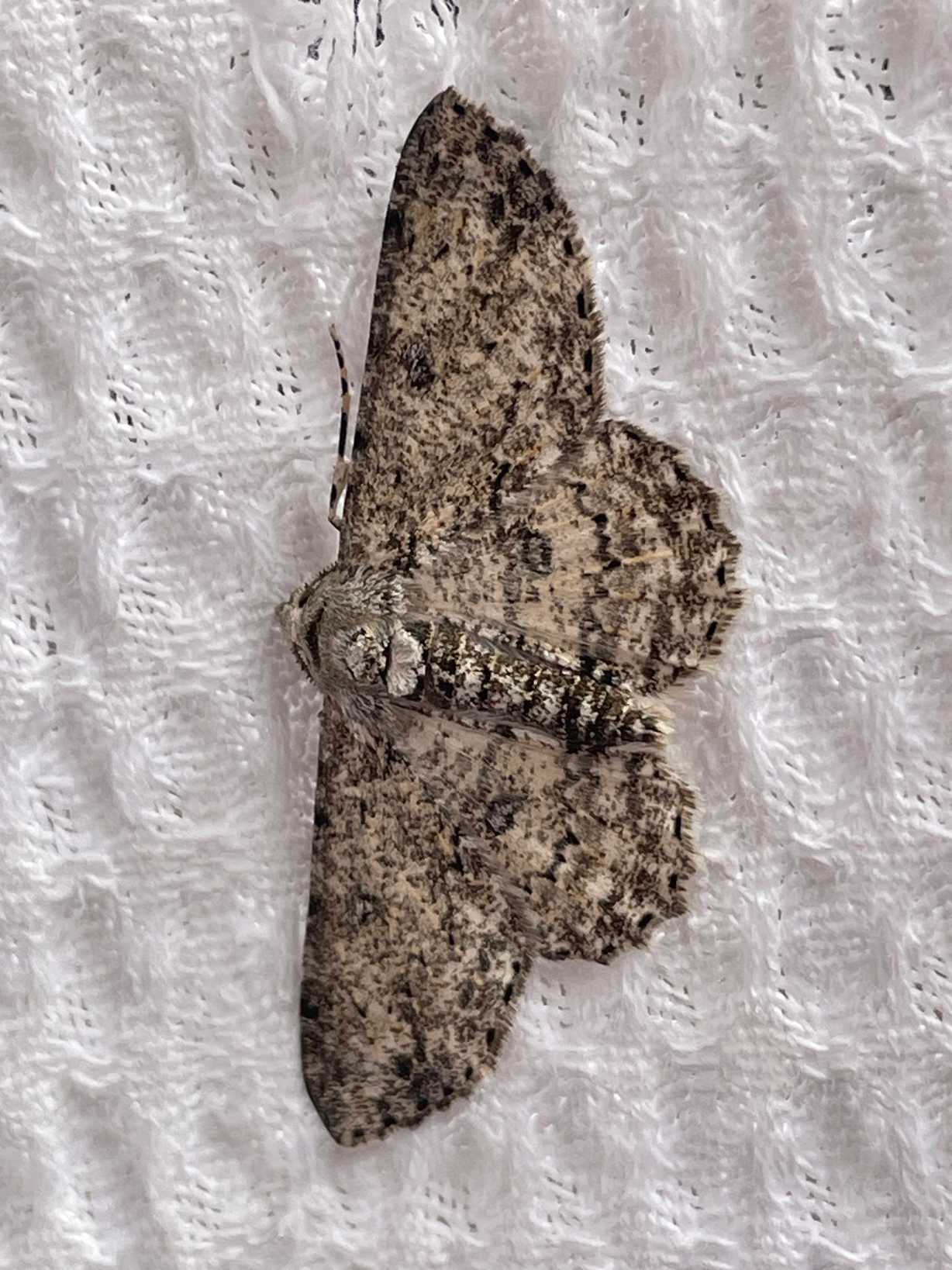 Ascotis reciprocaria