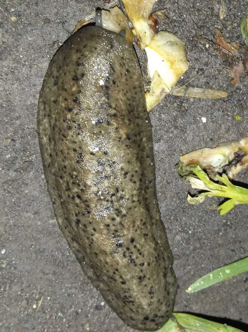 Colosius pulcher