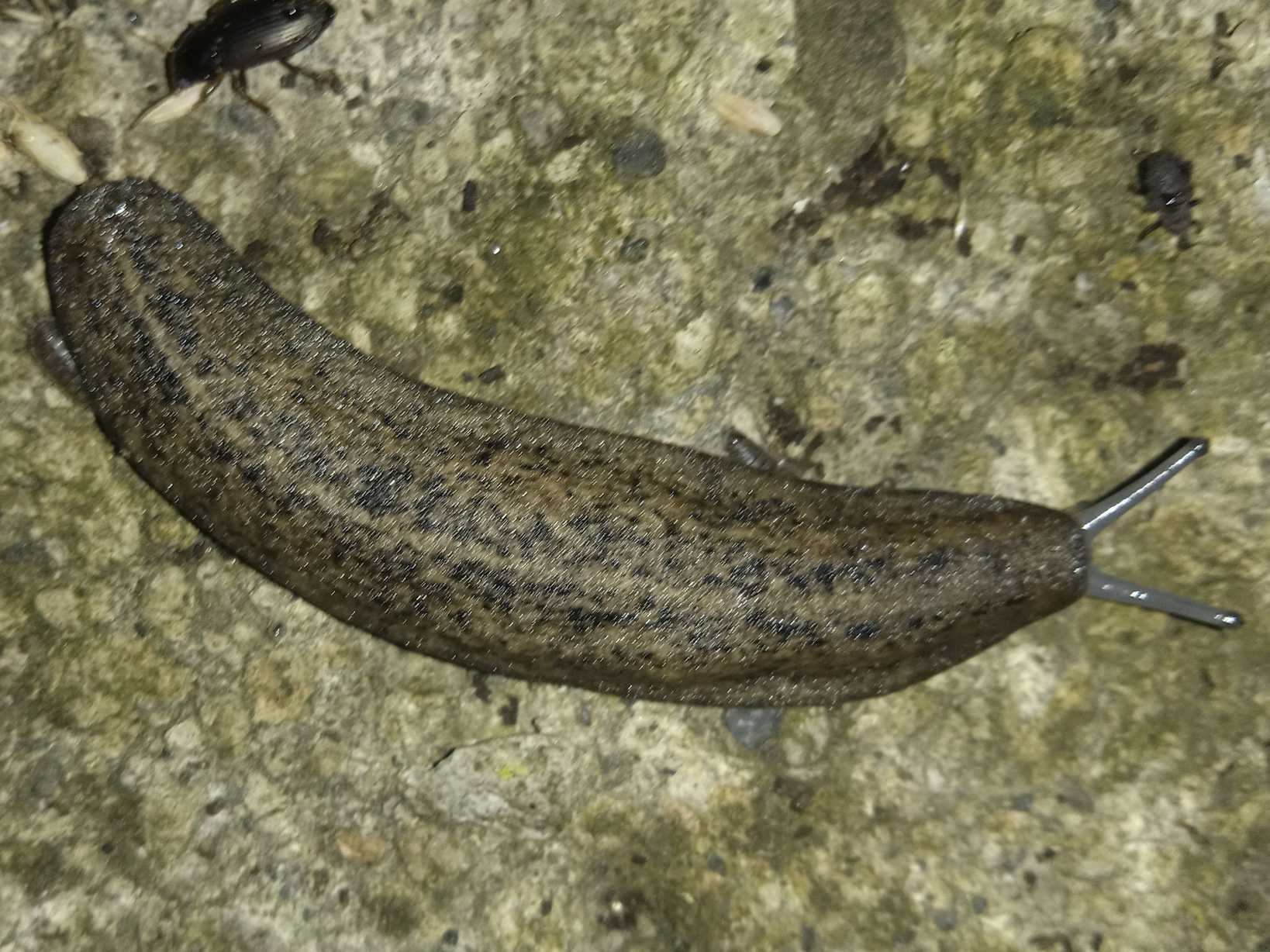 Colosius pulcher