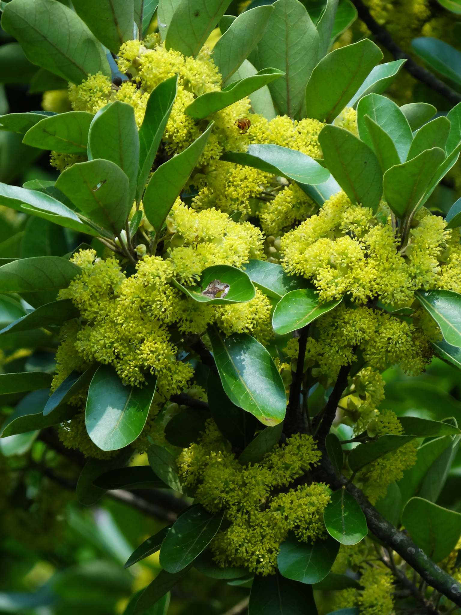 Litsea glutinosa