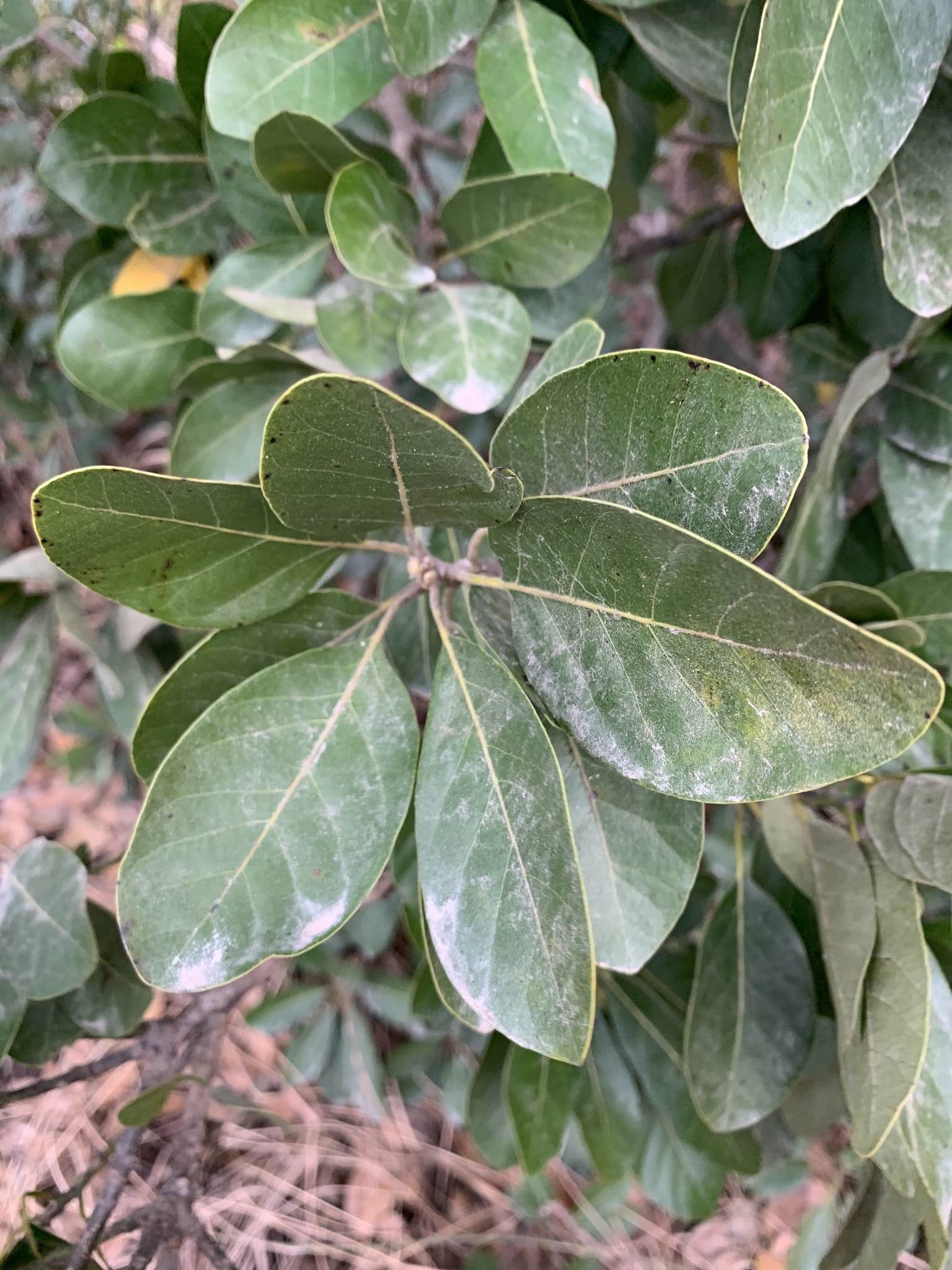 Litsea glutinosa